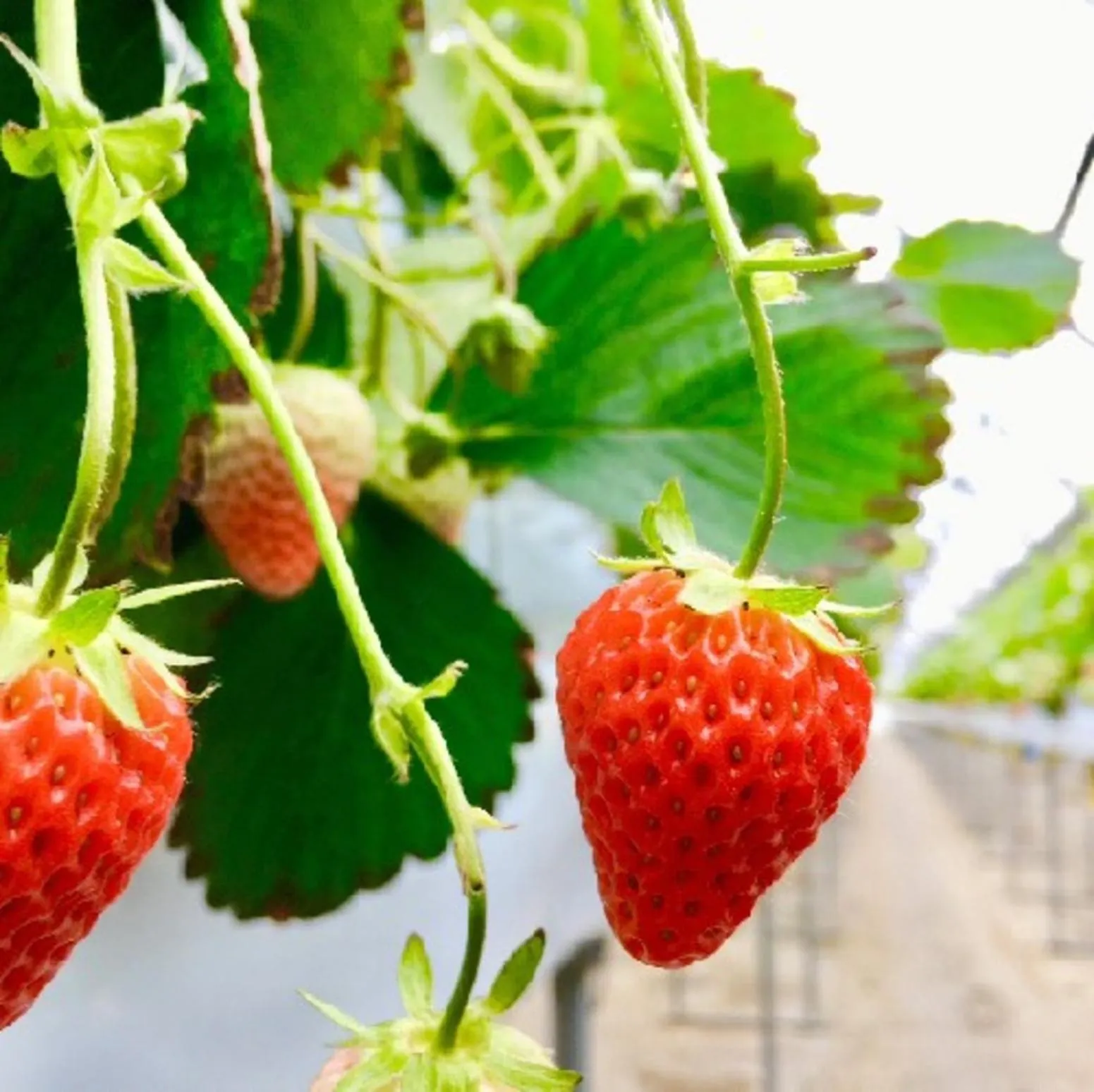 Activities in Hotel Yunomoto