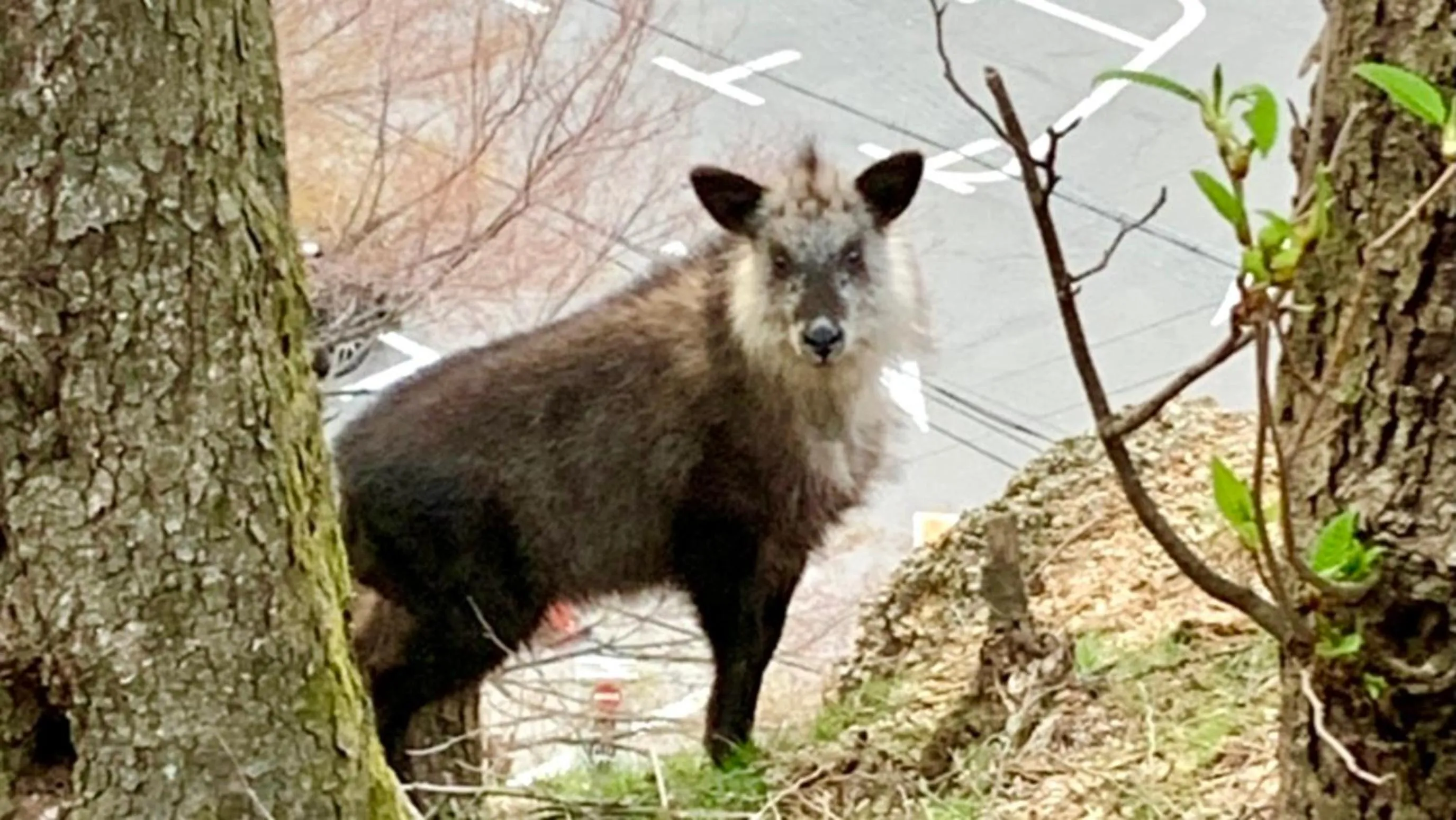 Animals in Hotel Yunomoto