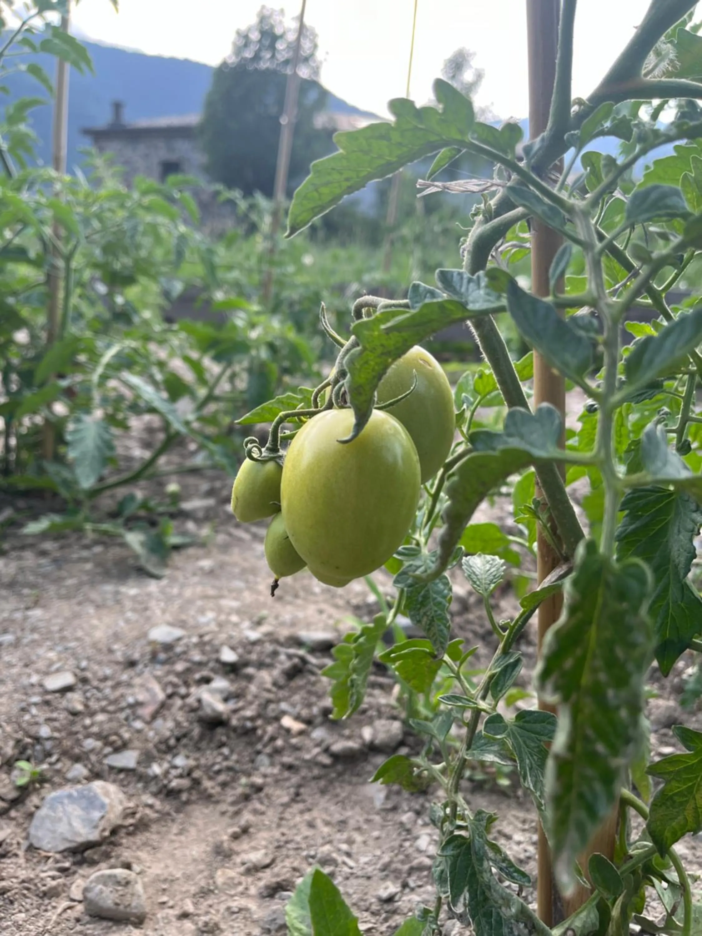 Other in Apartaments Giberga