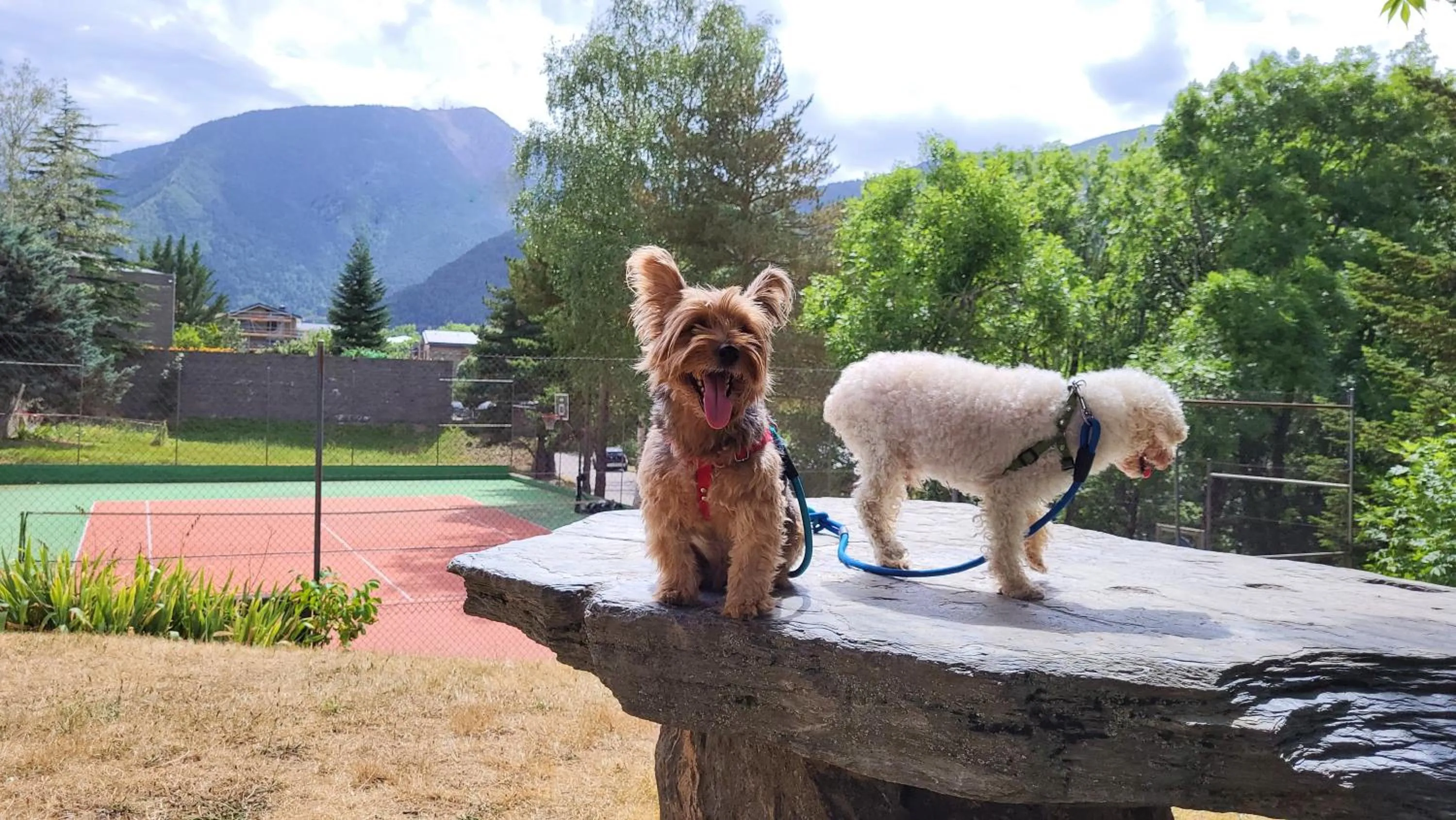 Garden in Apartaments Giberga