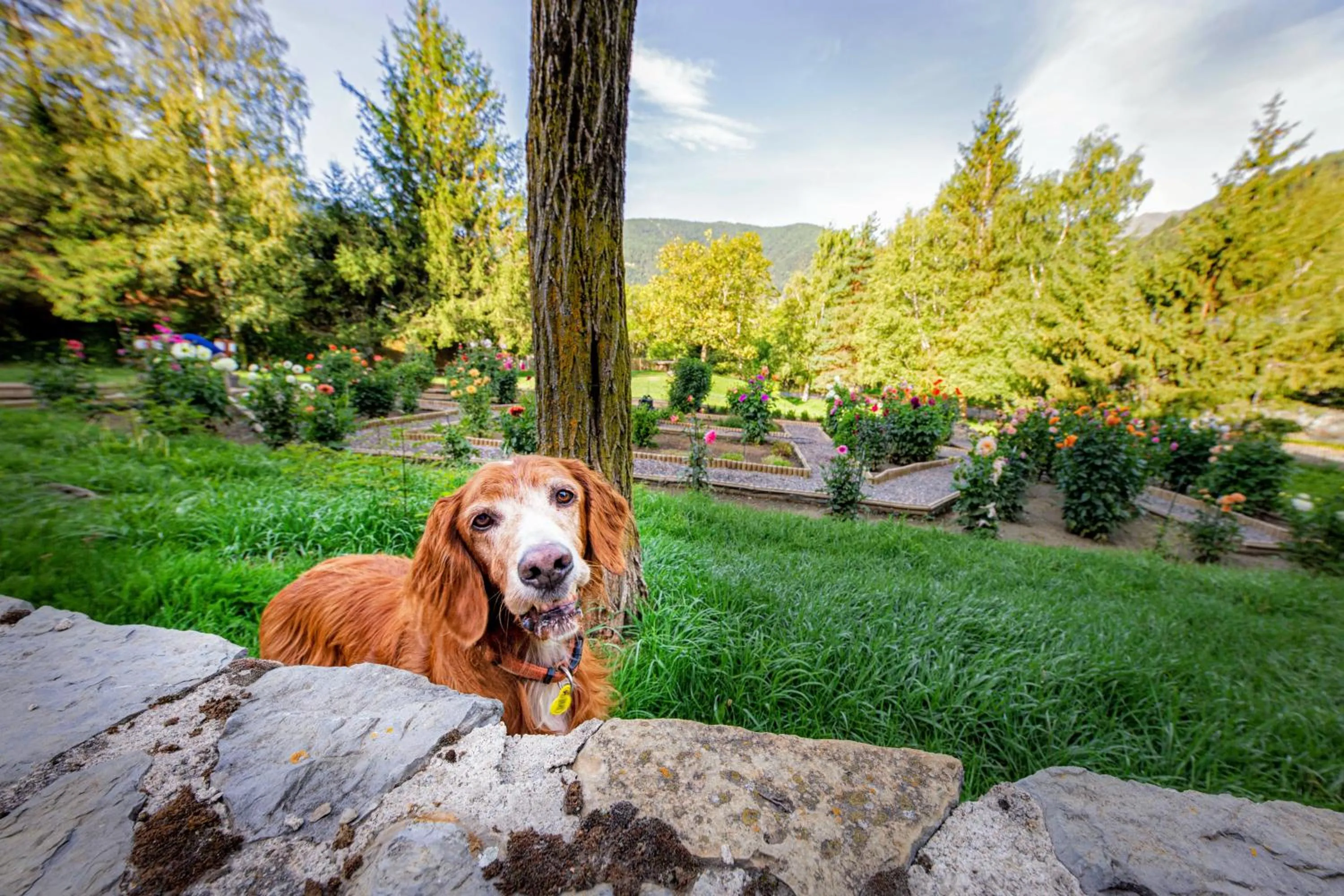 Garden view in Apartaments Giberga