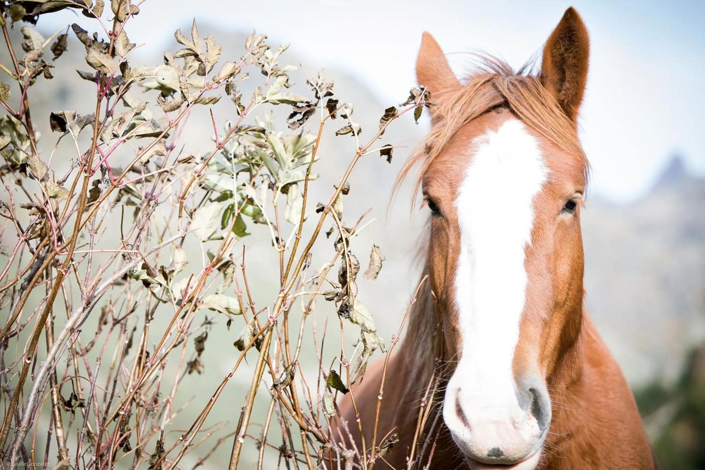 Activities in Hotel & SPA Llop Gris