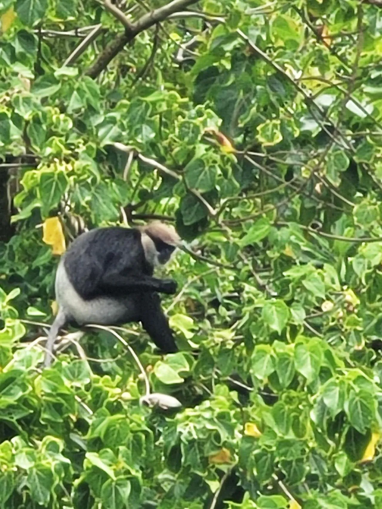 Animals in Janus Paradise Rest