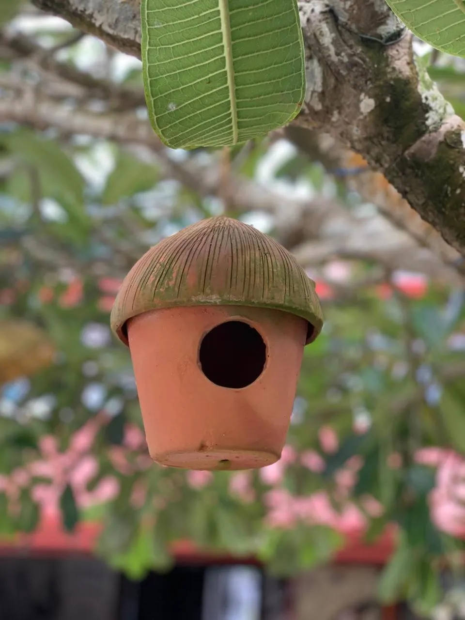 Garden in Janus Paradise Rest