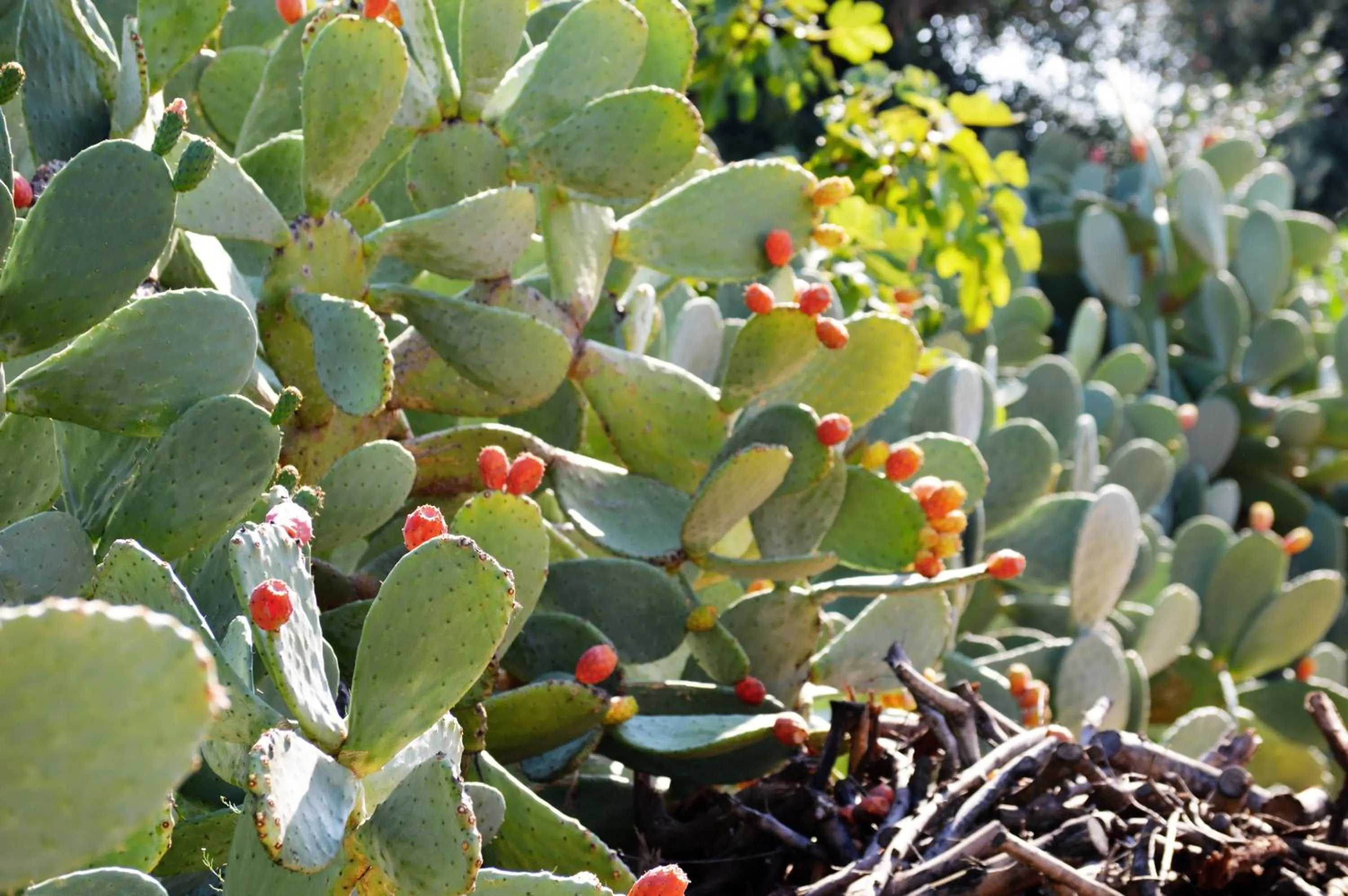 Garden view in Masseria Torrepietra