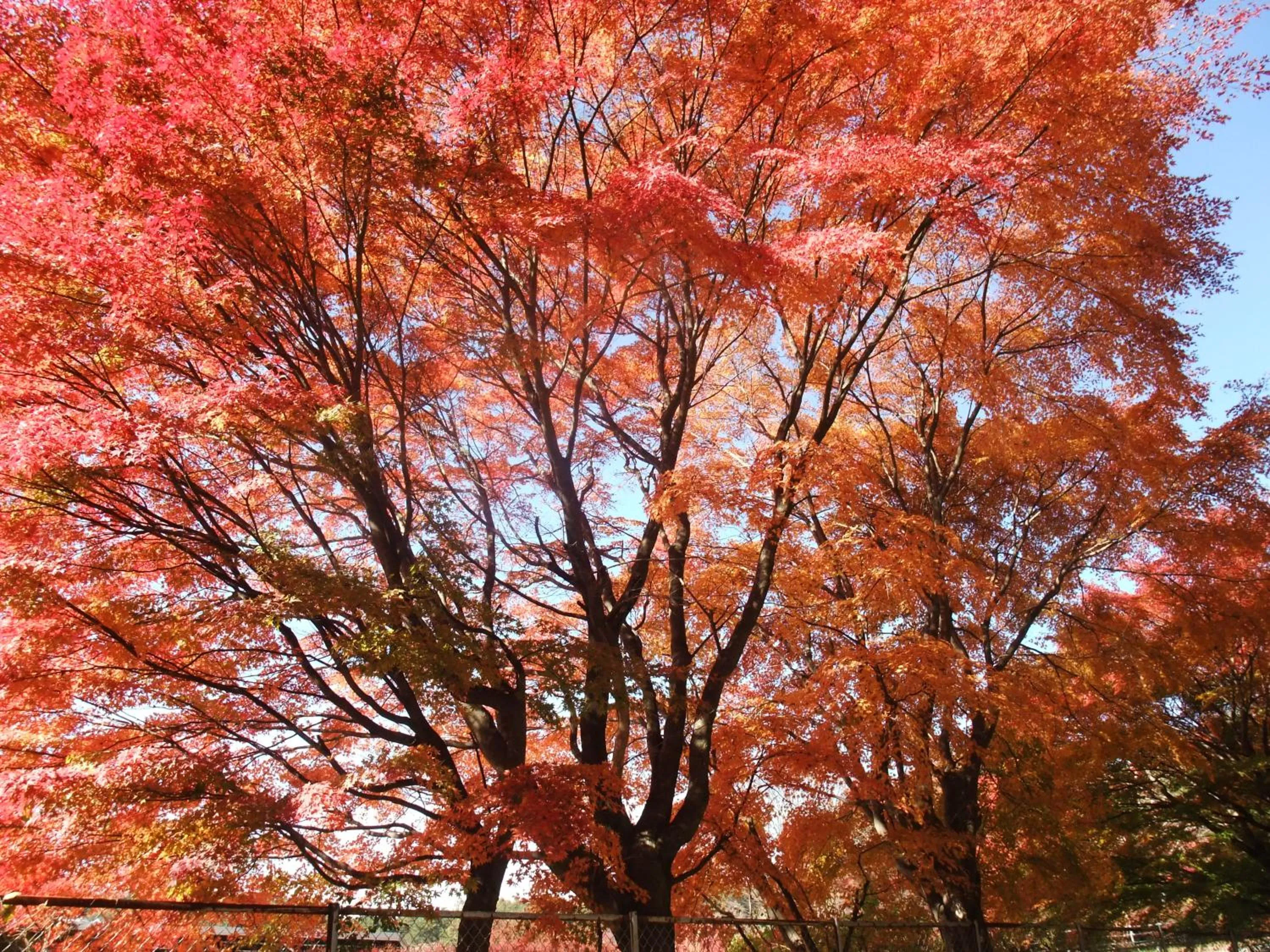 Natural landscape in Gasthof Ascot
