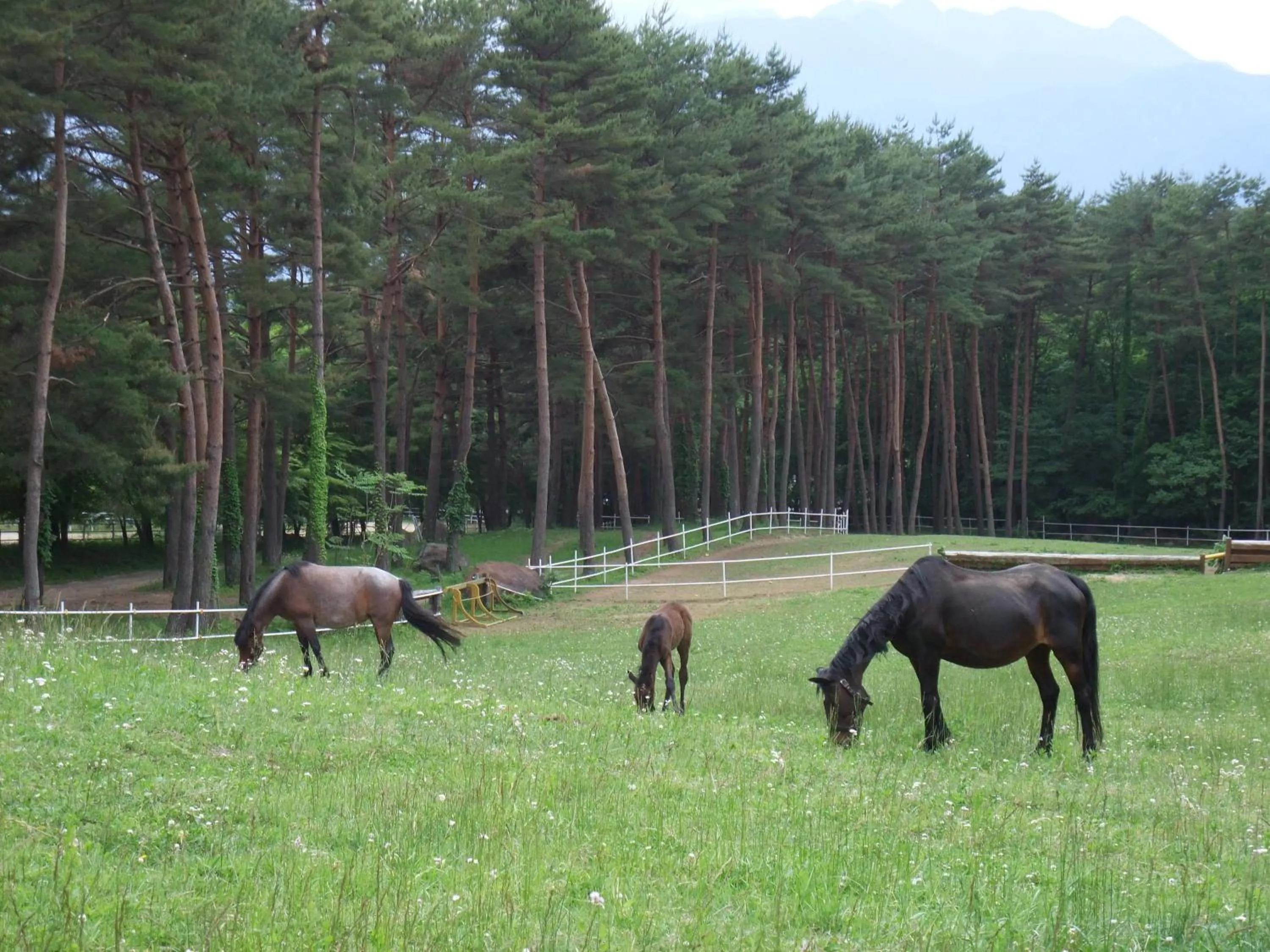 Neighbourhood in Gasthof Ascot