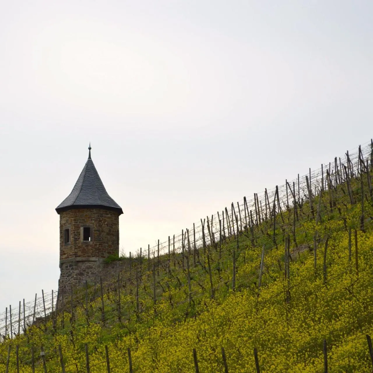 Natural landscape in Hotel Weinhaus Hoff