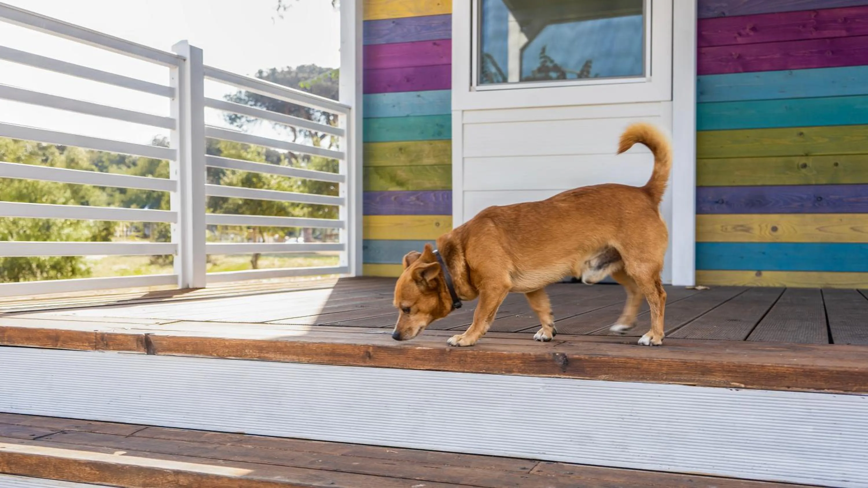 Animals in Camping Village Roma Capitol