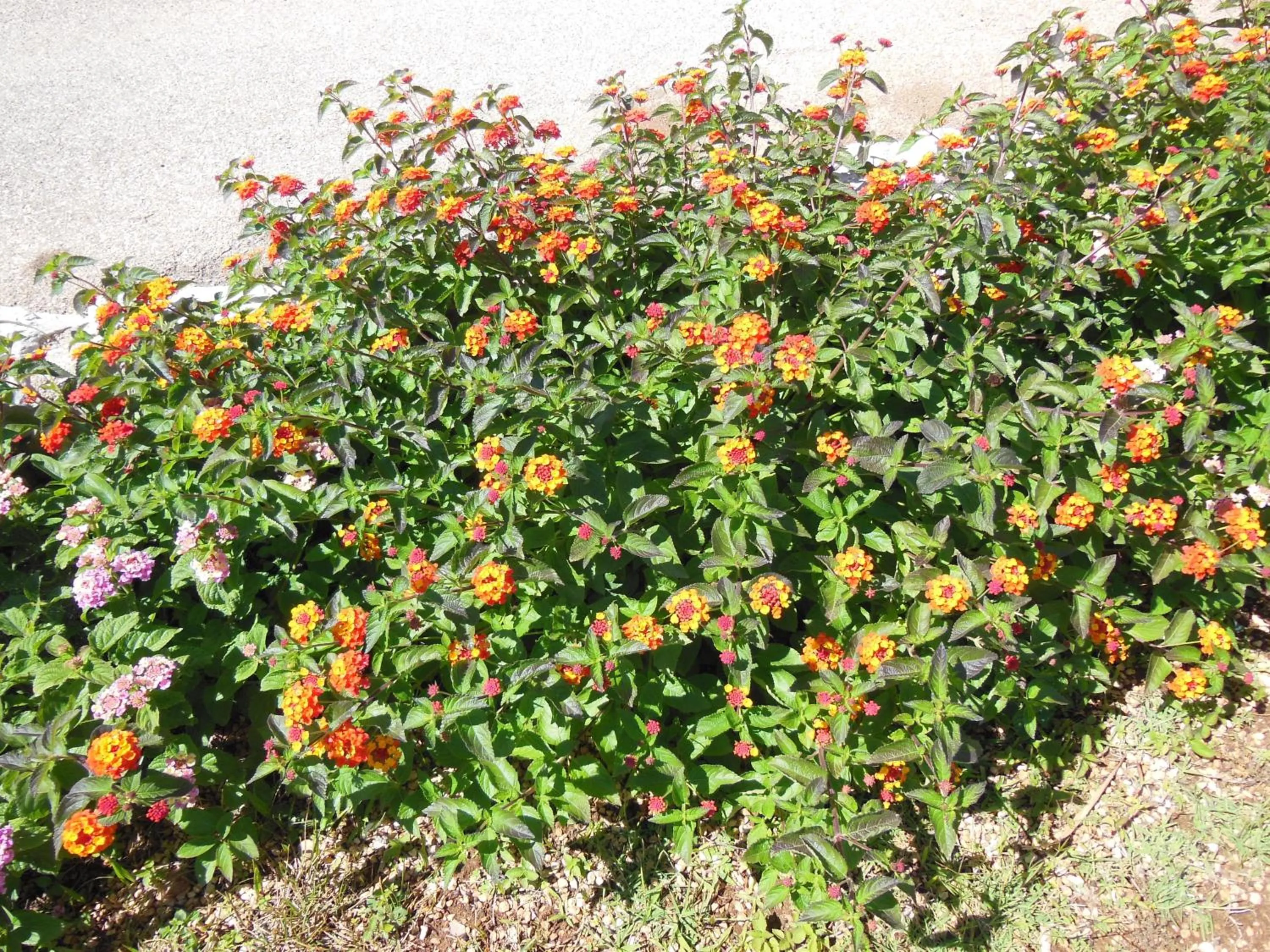 Garden in Residence Club Barbara