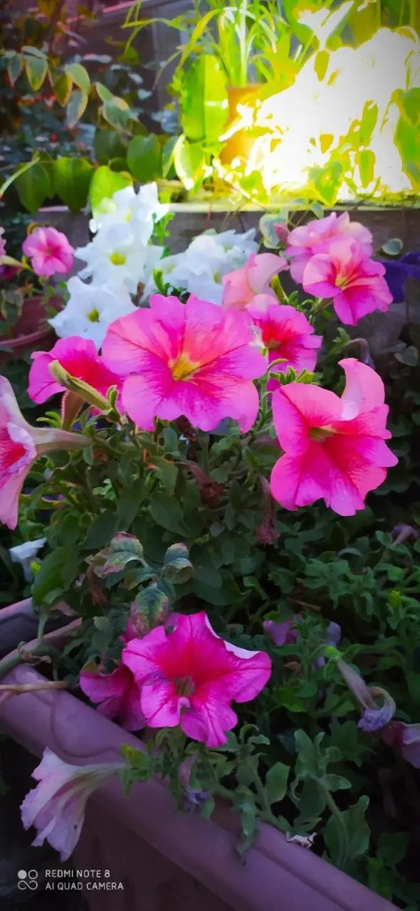 Garden in HON SAROY - immerse atmosphere in the epoch of the khans