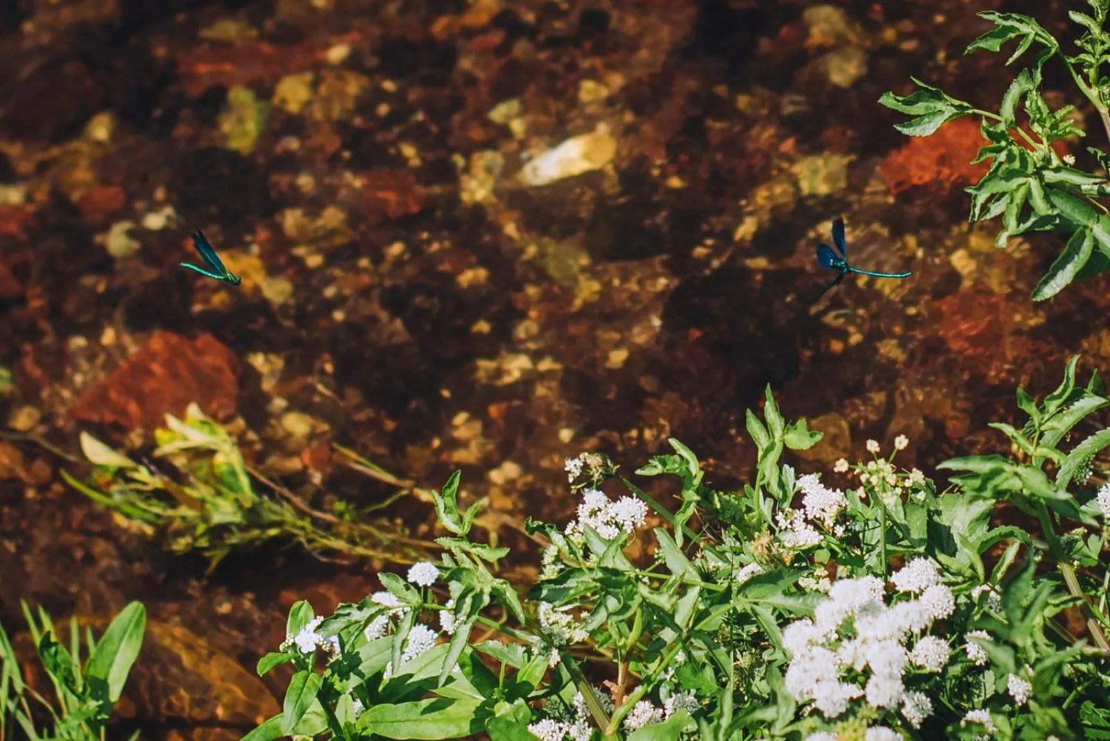 Natural landscape in The Drummond at Albury