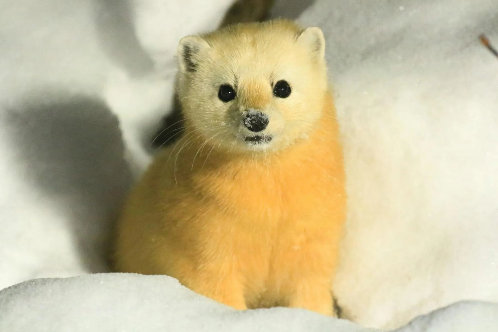 Animals in Yachi Onsen