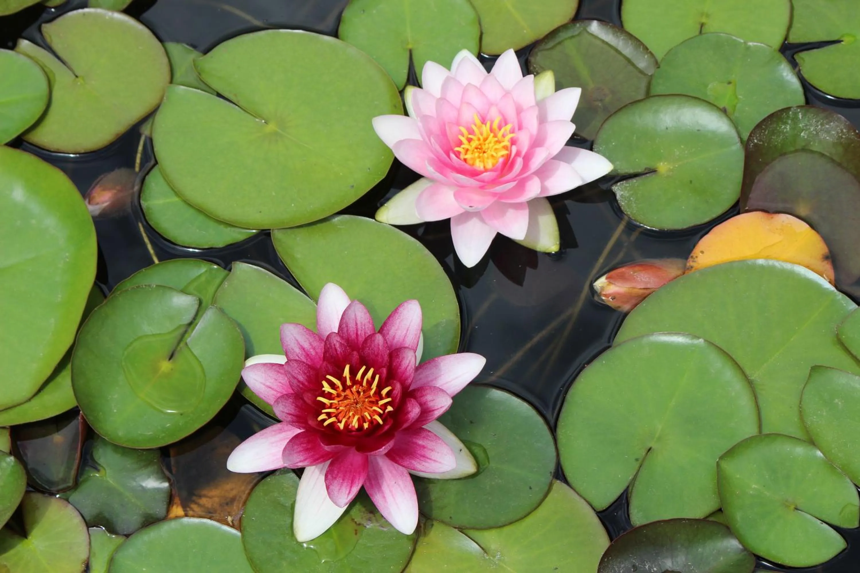 Garden in Erla Villa Boutique Hotel
