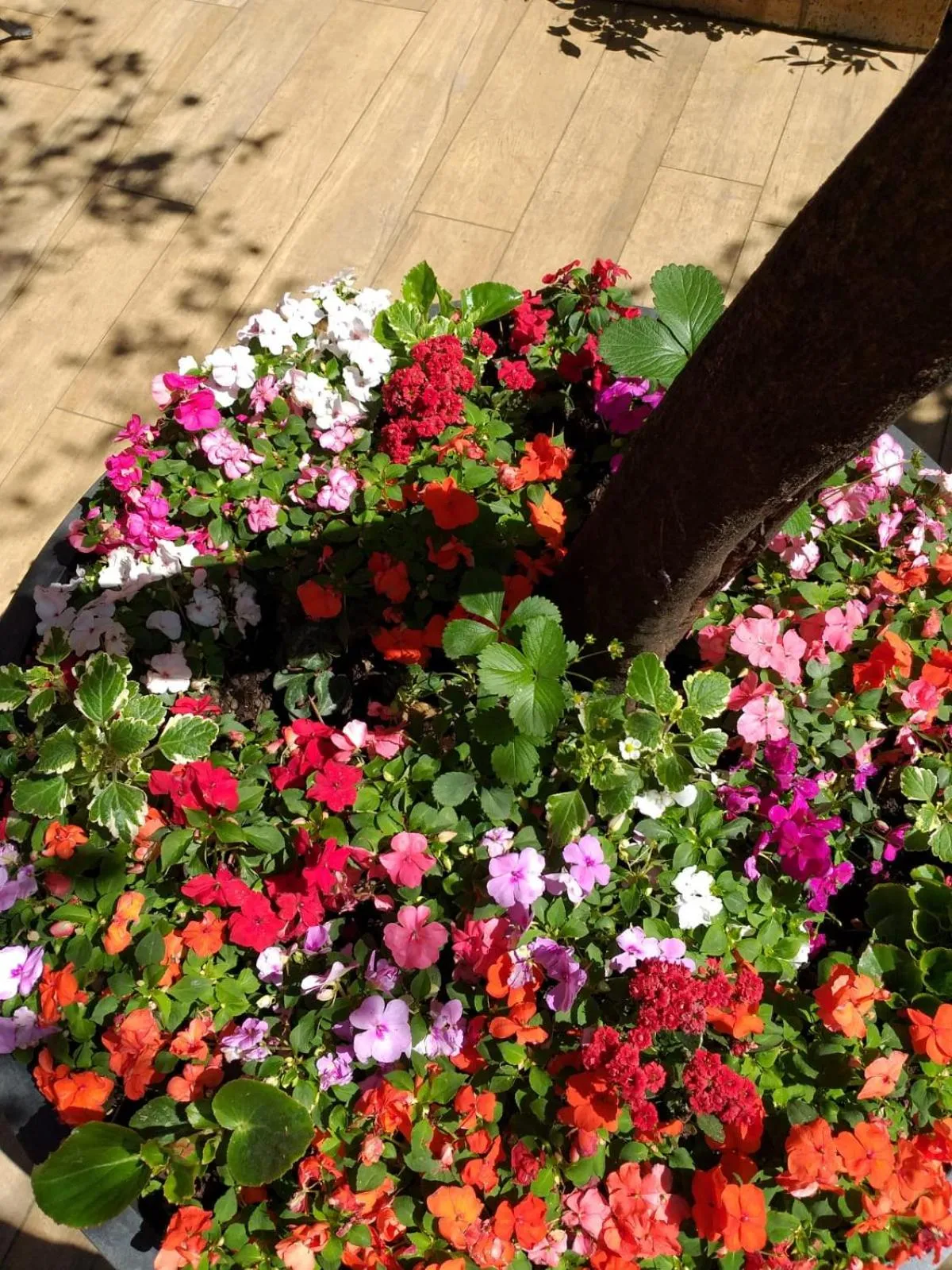 Garden in Casa in Monti