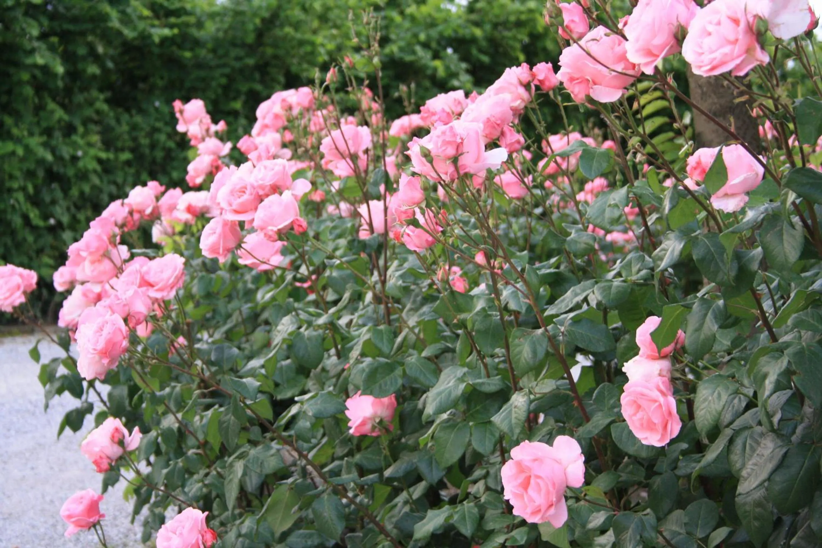 Garden in Villa Belfiore