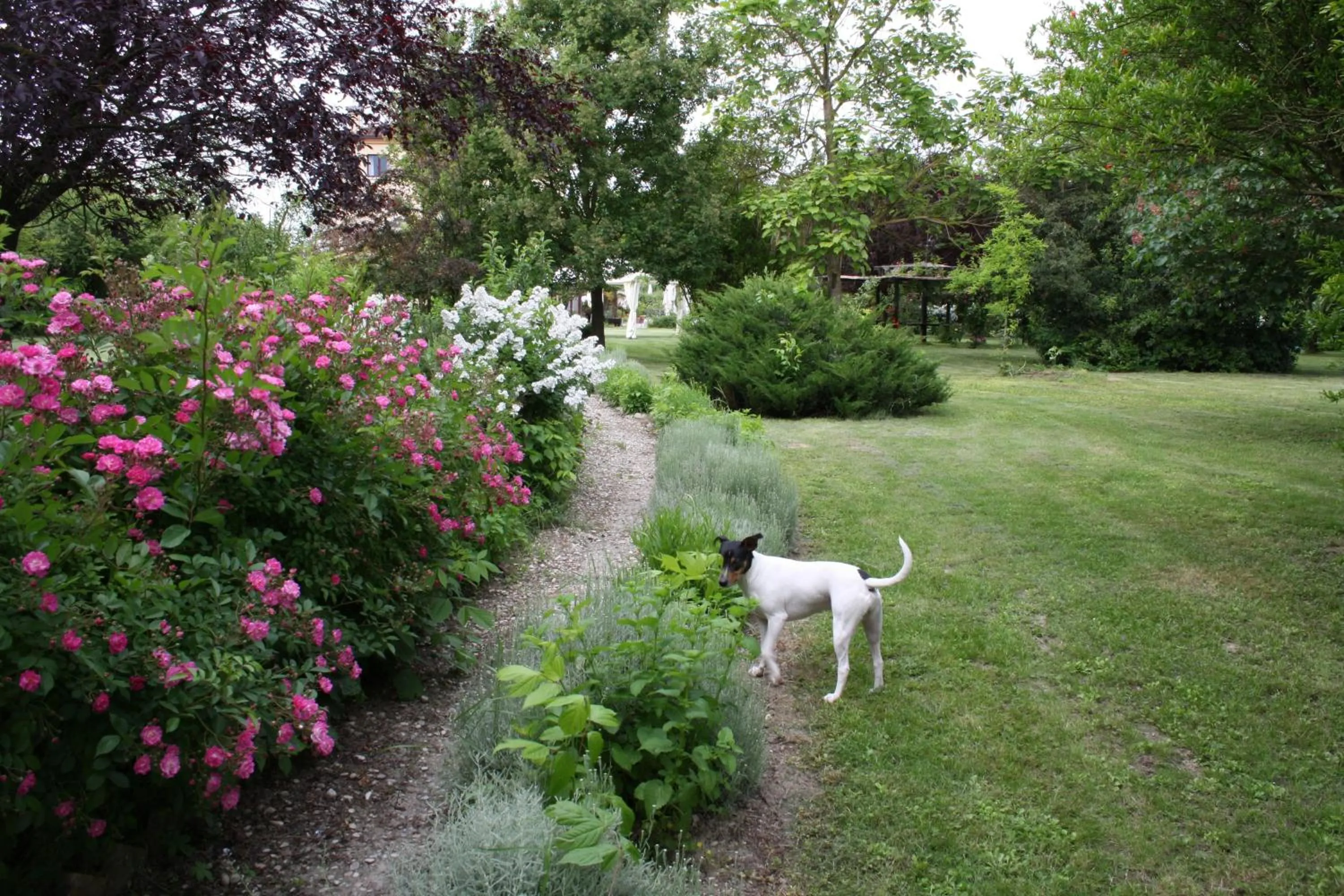 Garden in Villa Belfiore
