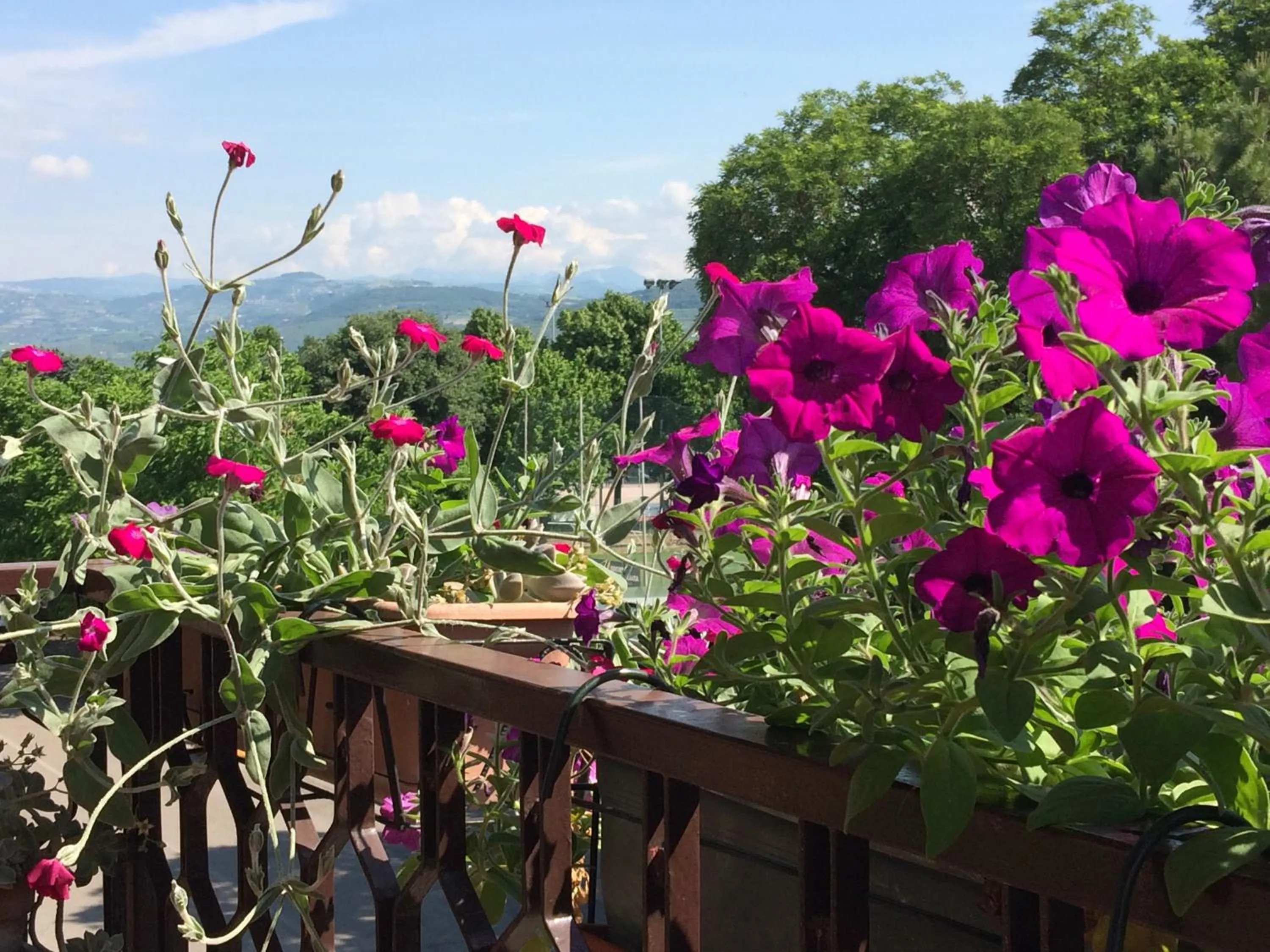 Garden view in B&B Pergolesi