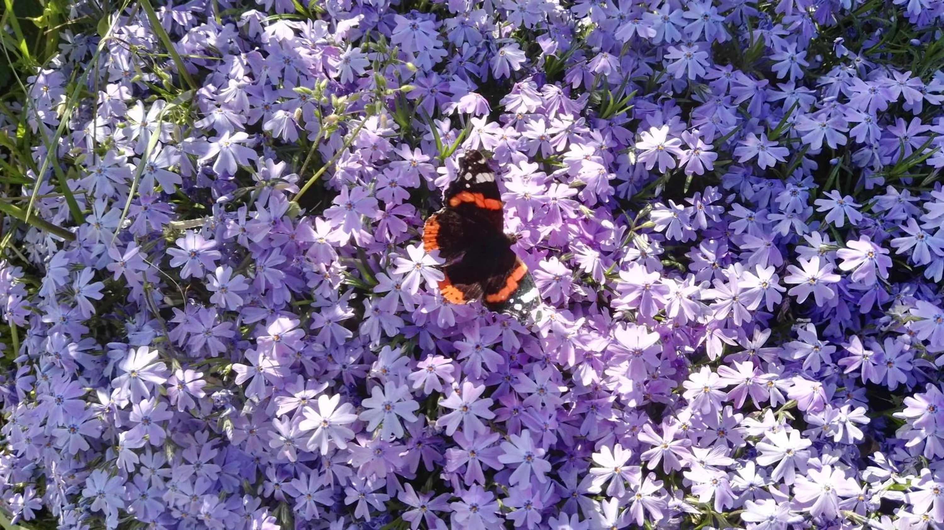 Animals in B&B Sole Mio