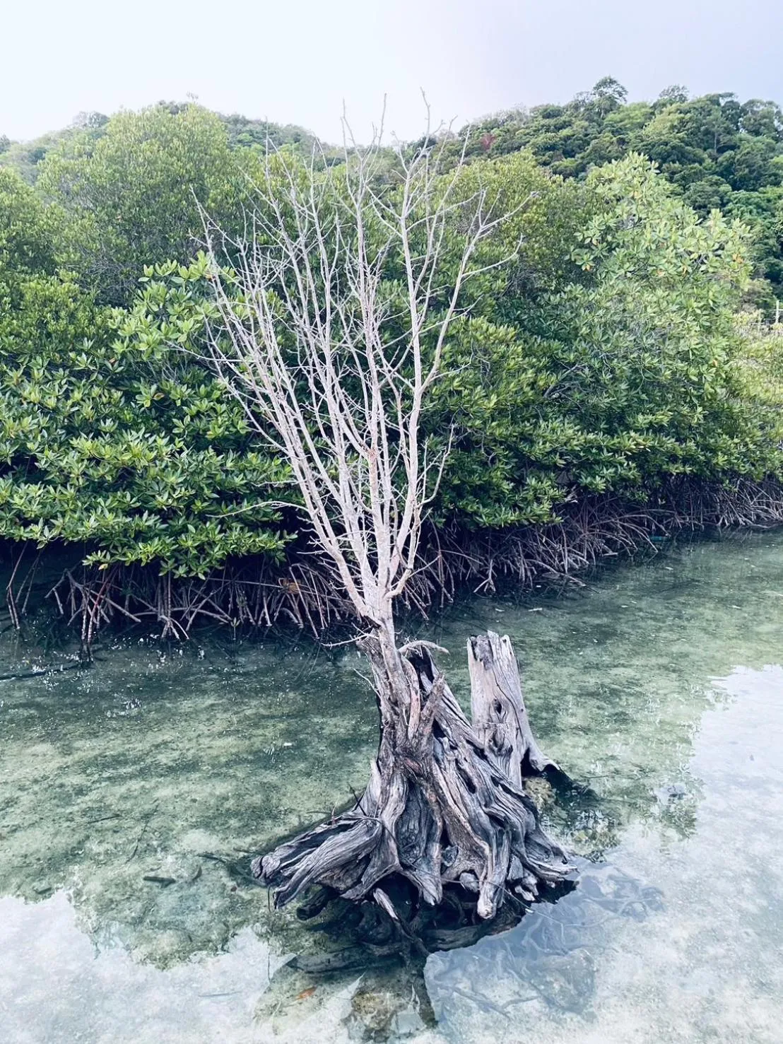 Phi Phi Little Star Resort