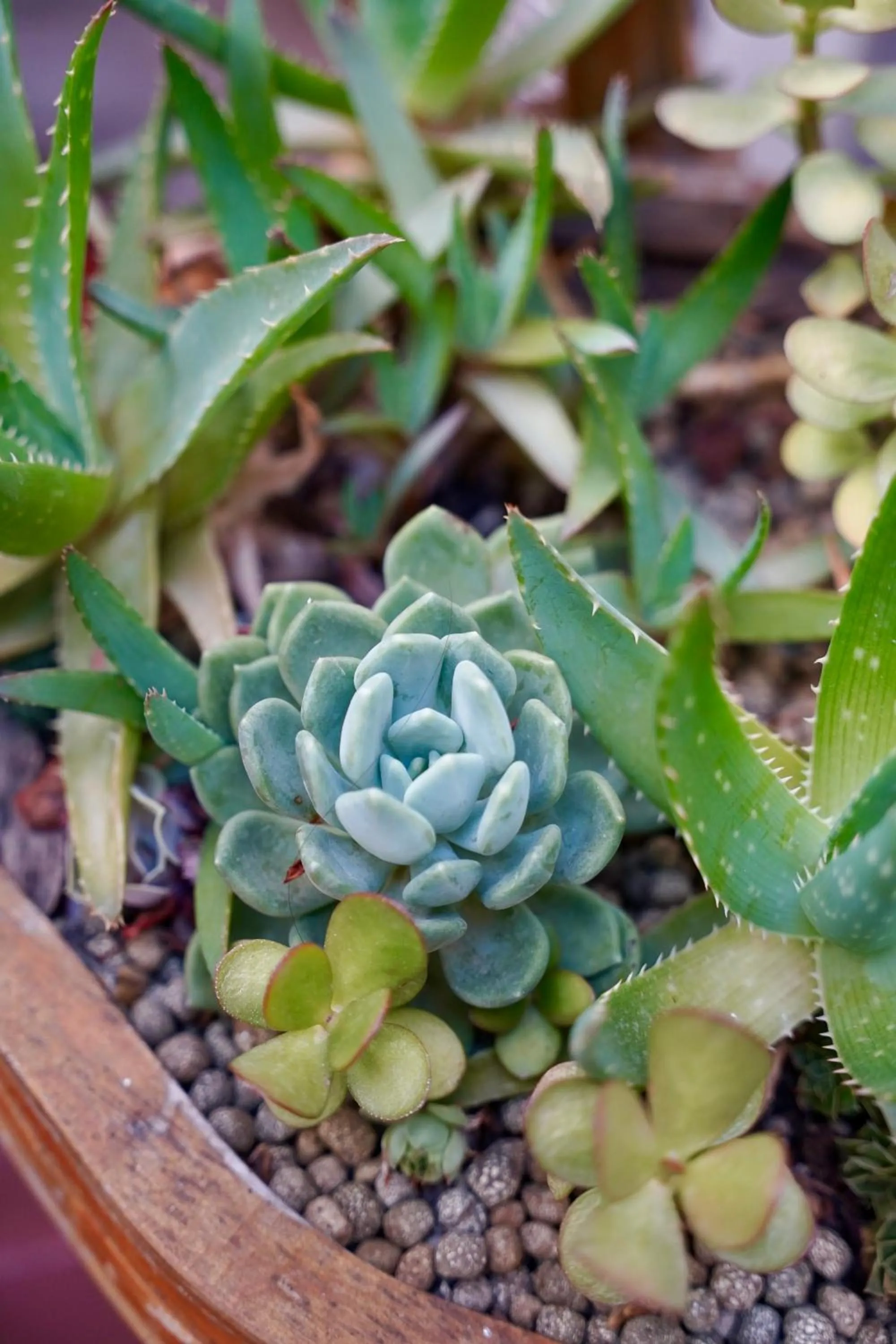 Patio in Hotel de France