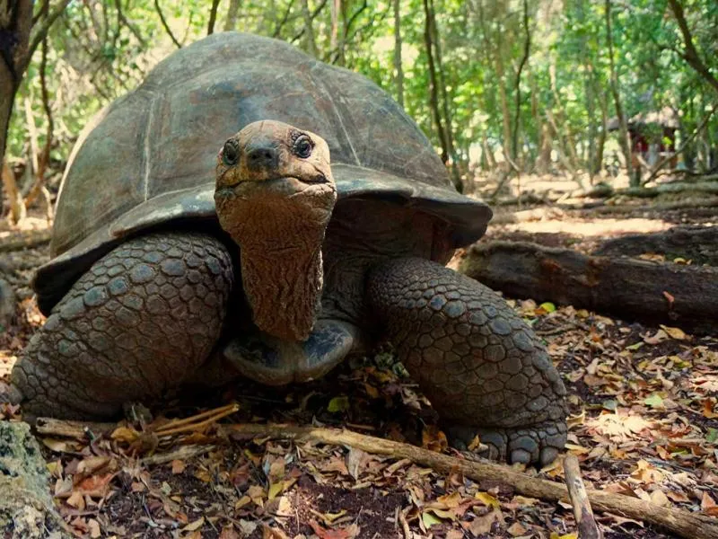 Kinazi Upepo Beach Eco Sport Resort