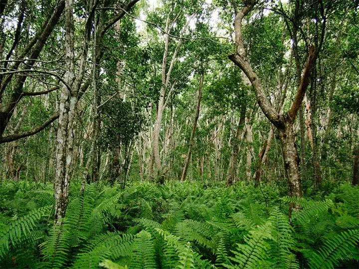 Kinazi Upepo Beach Eco Sport Resort