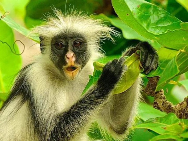 Kinazi Upepo Beach Eco Sport Resort