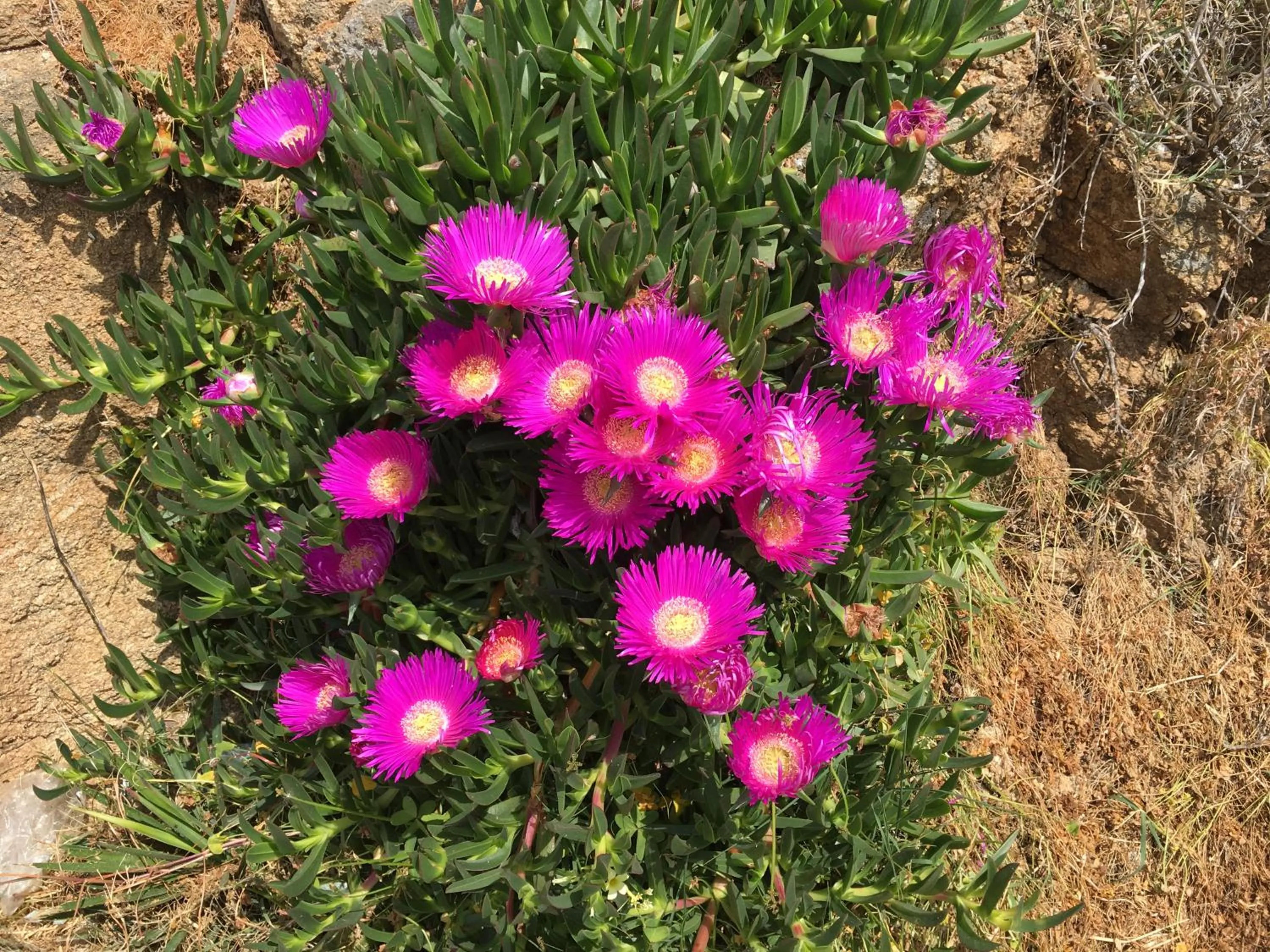 Spring in Ioanna's House