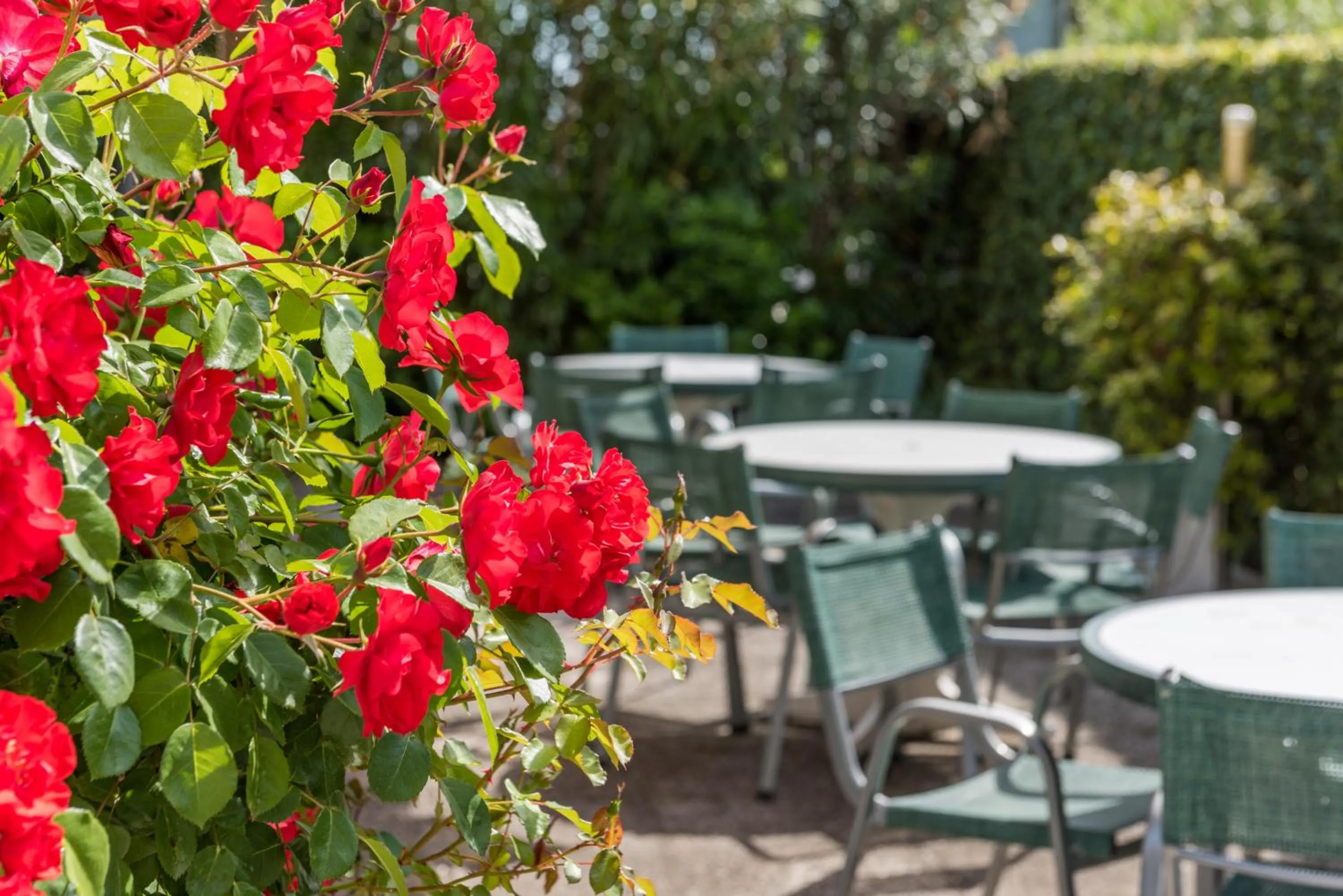 Garden in Hotel Stefania