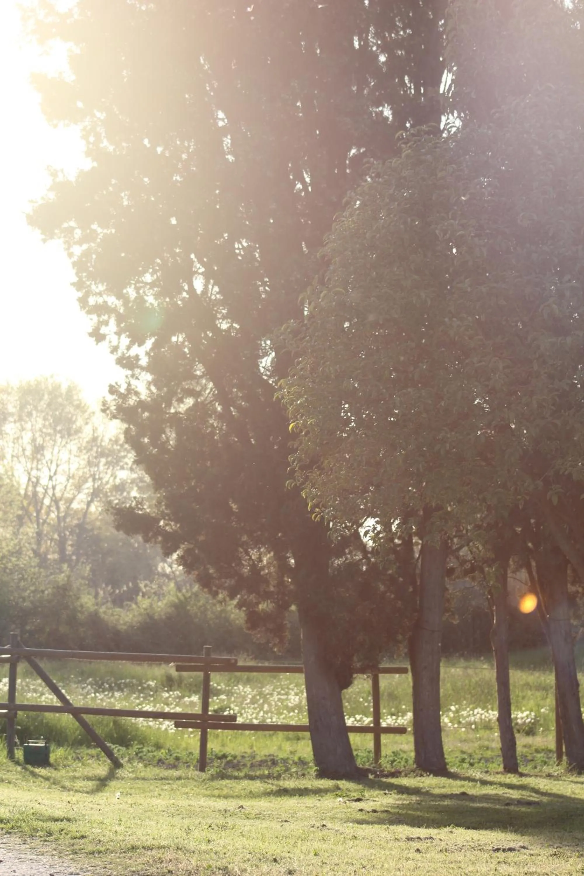 Garden in Chambres d'hôtes Mas Petit Prince