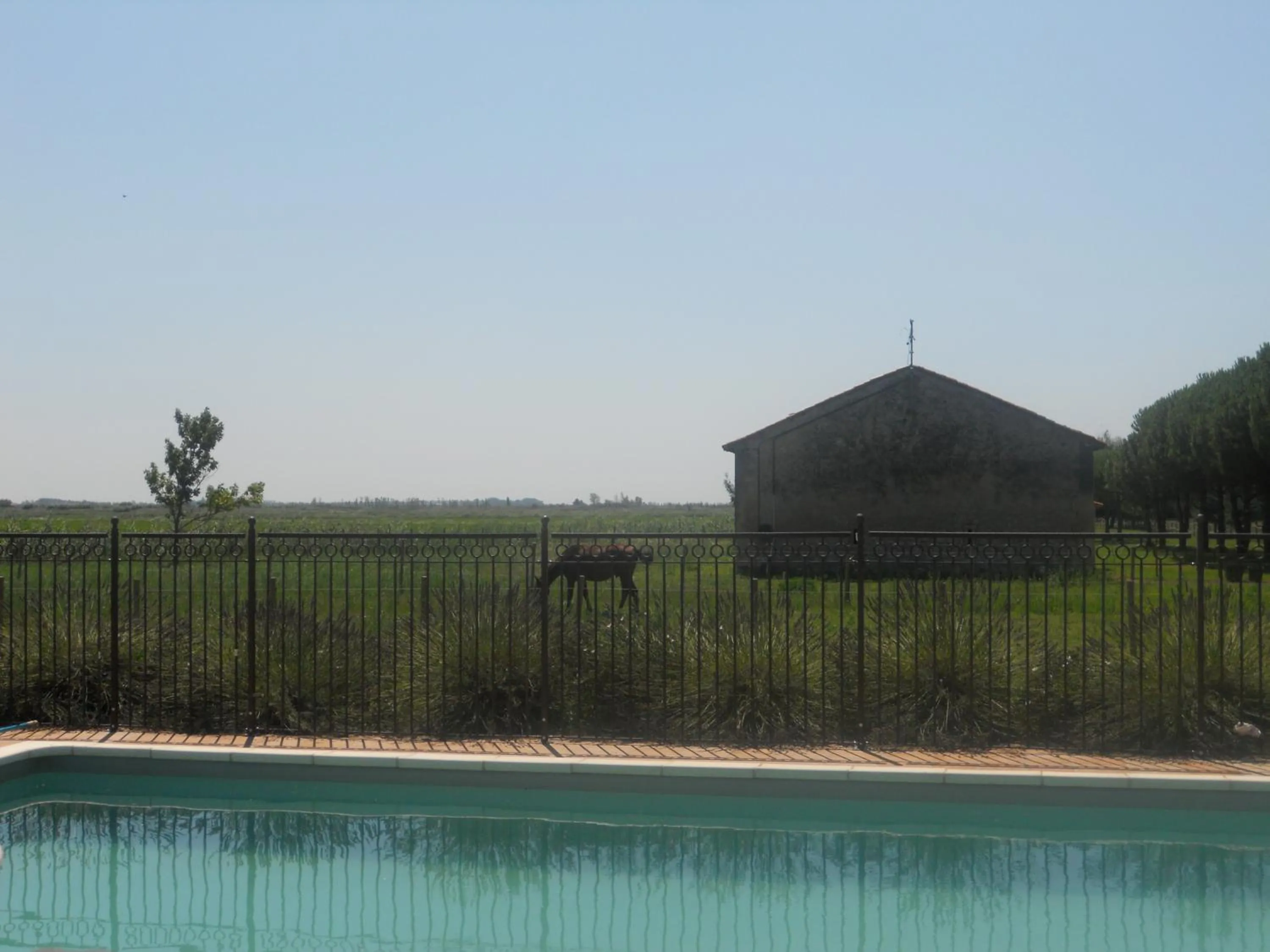 Pool view in Chambres d'hôtes Mas Petit Prince