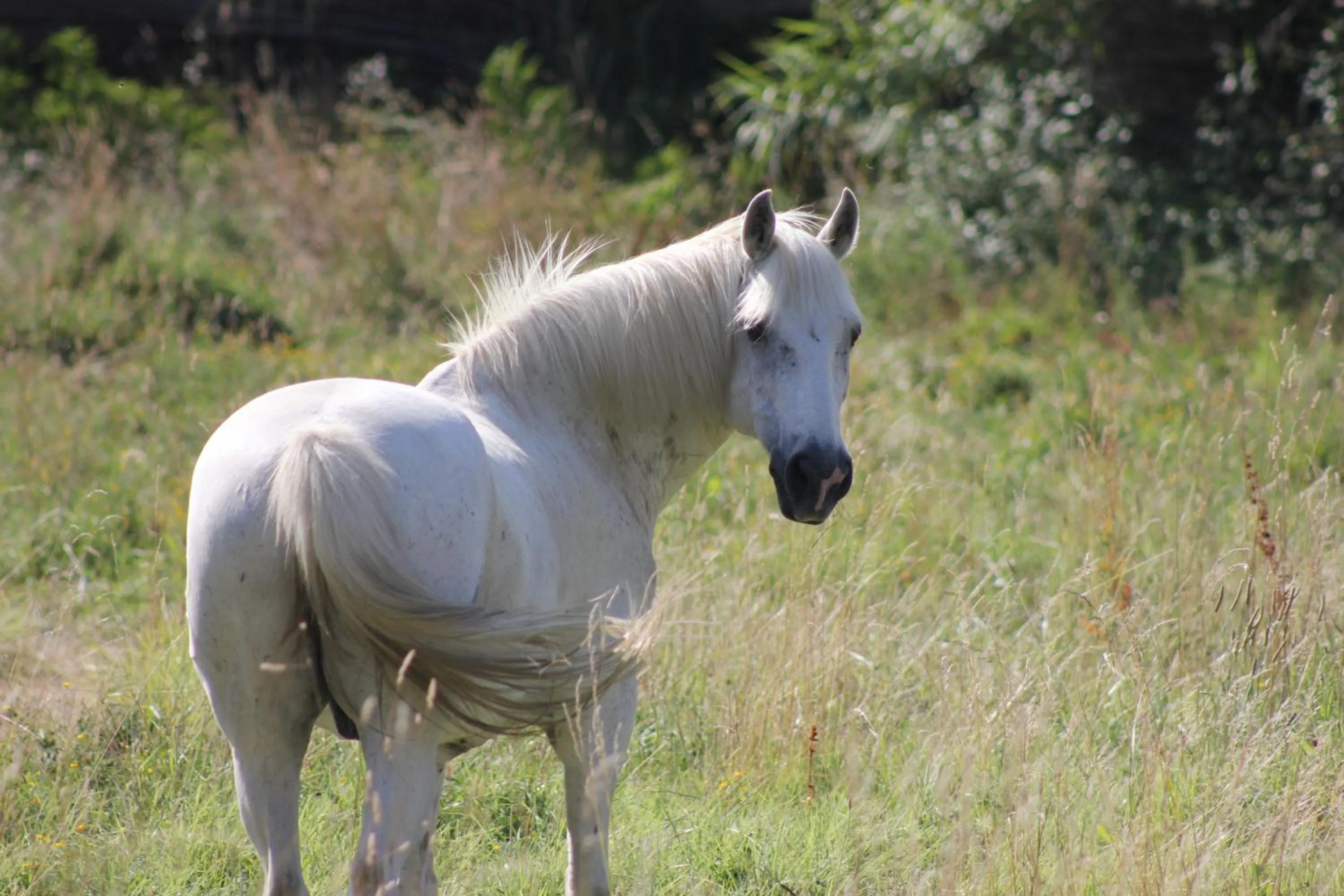 Garden view in Chambres d'hôtes Mas Petit Prince