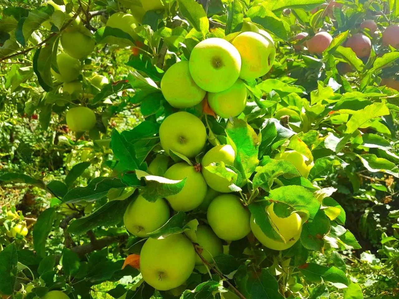 Property building in Atlas Imoula