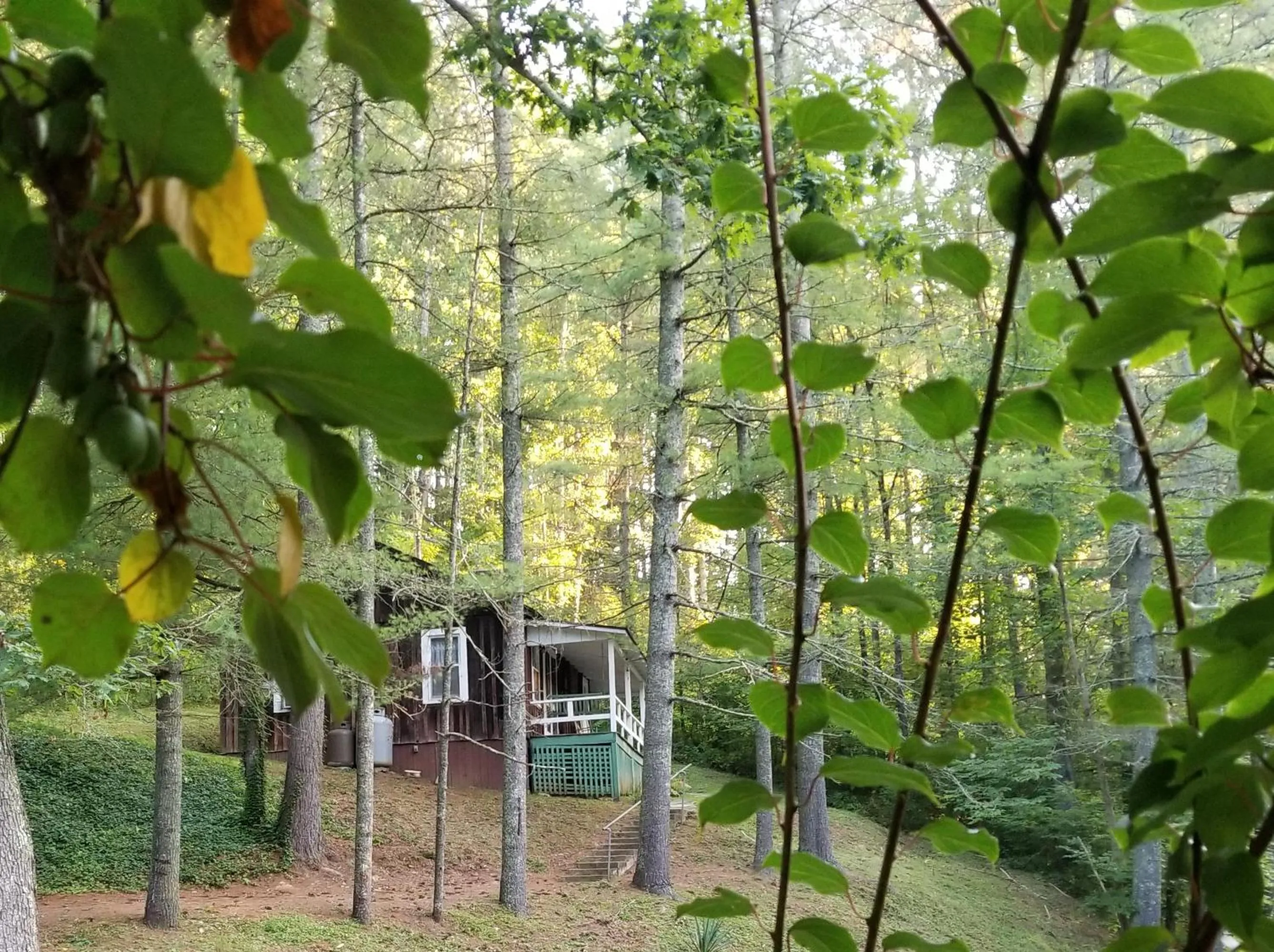 View (from property/room) in The Cabins at Healing Springs