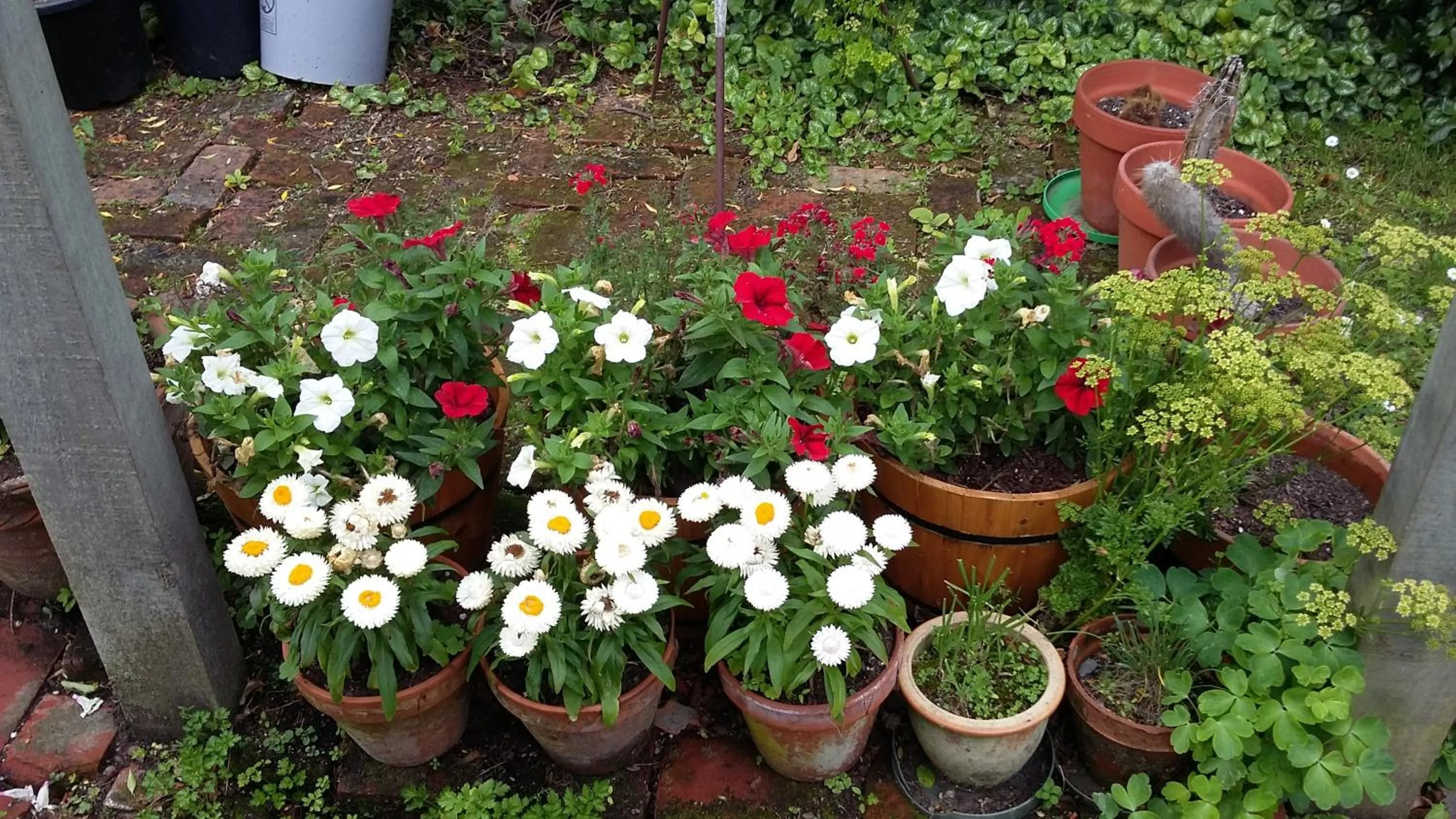 Garden in Jan's Boutique B & B Suite