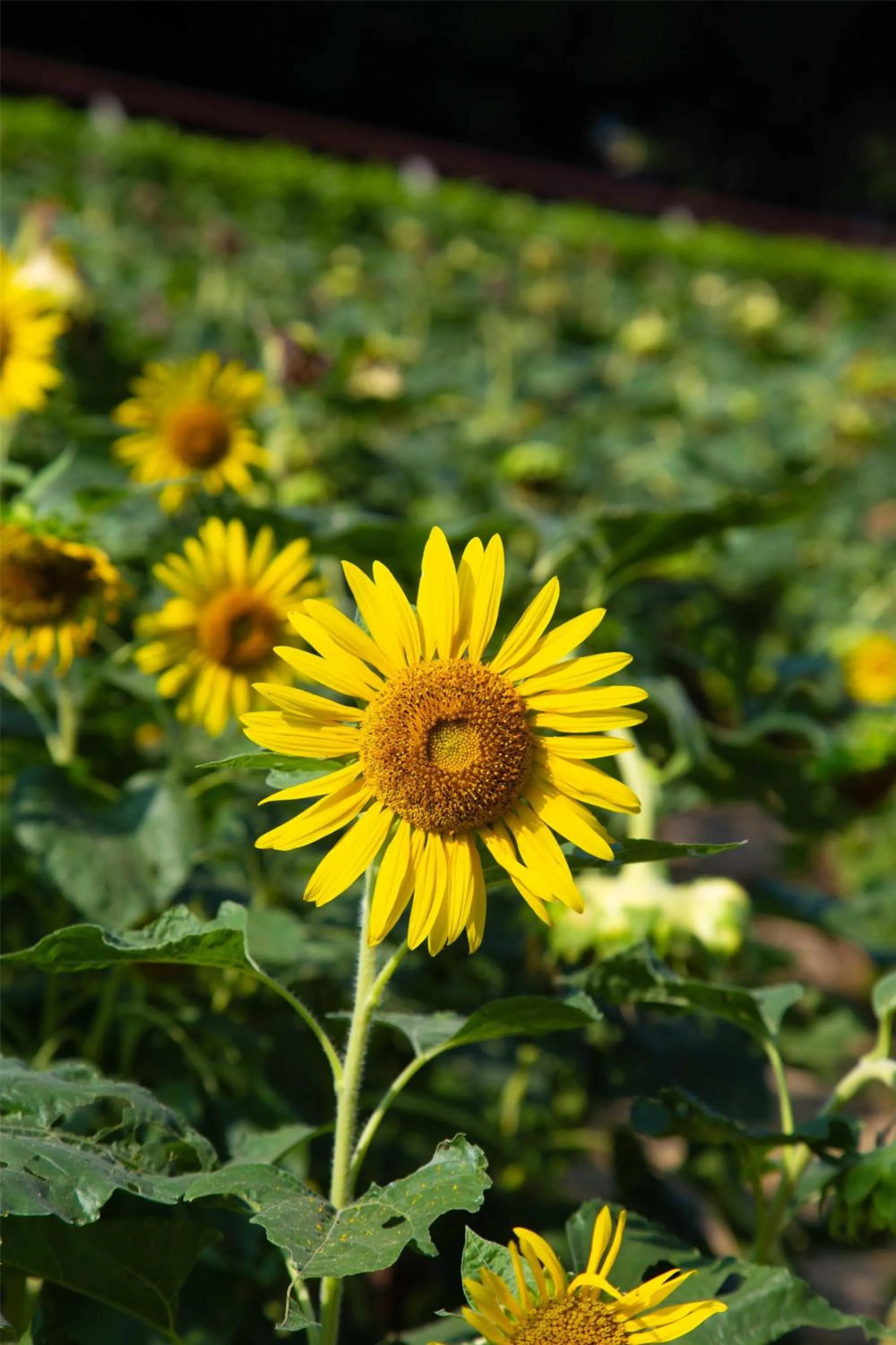 Other in Kempinski Hotel Fuzhou