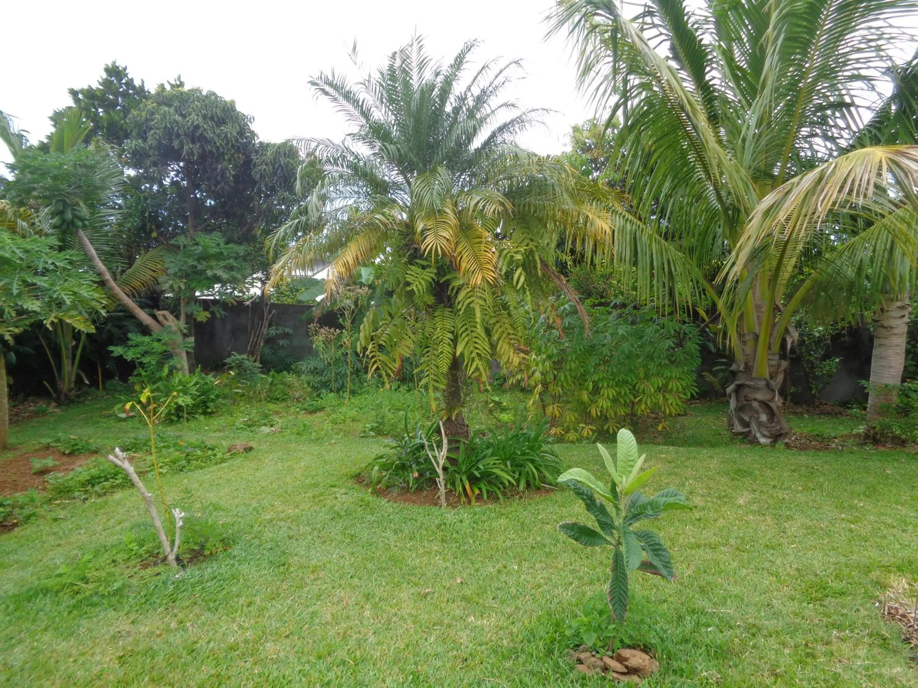 Garden in L'Arbre de Vie