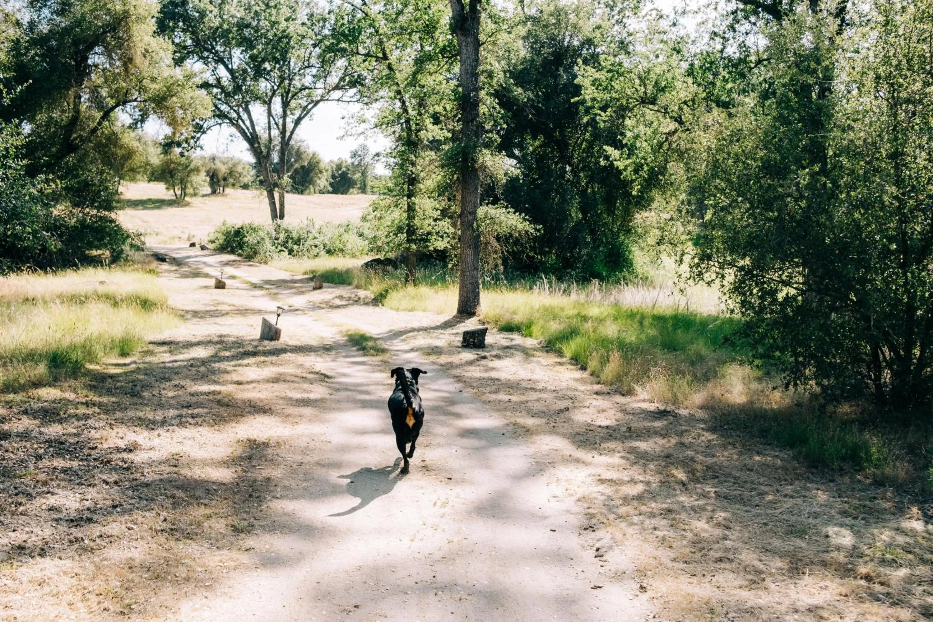 Natural landscape in Sierra Meadows