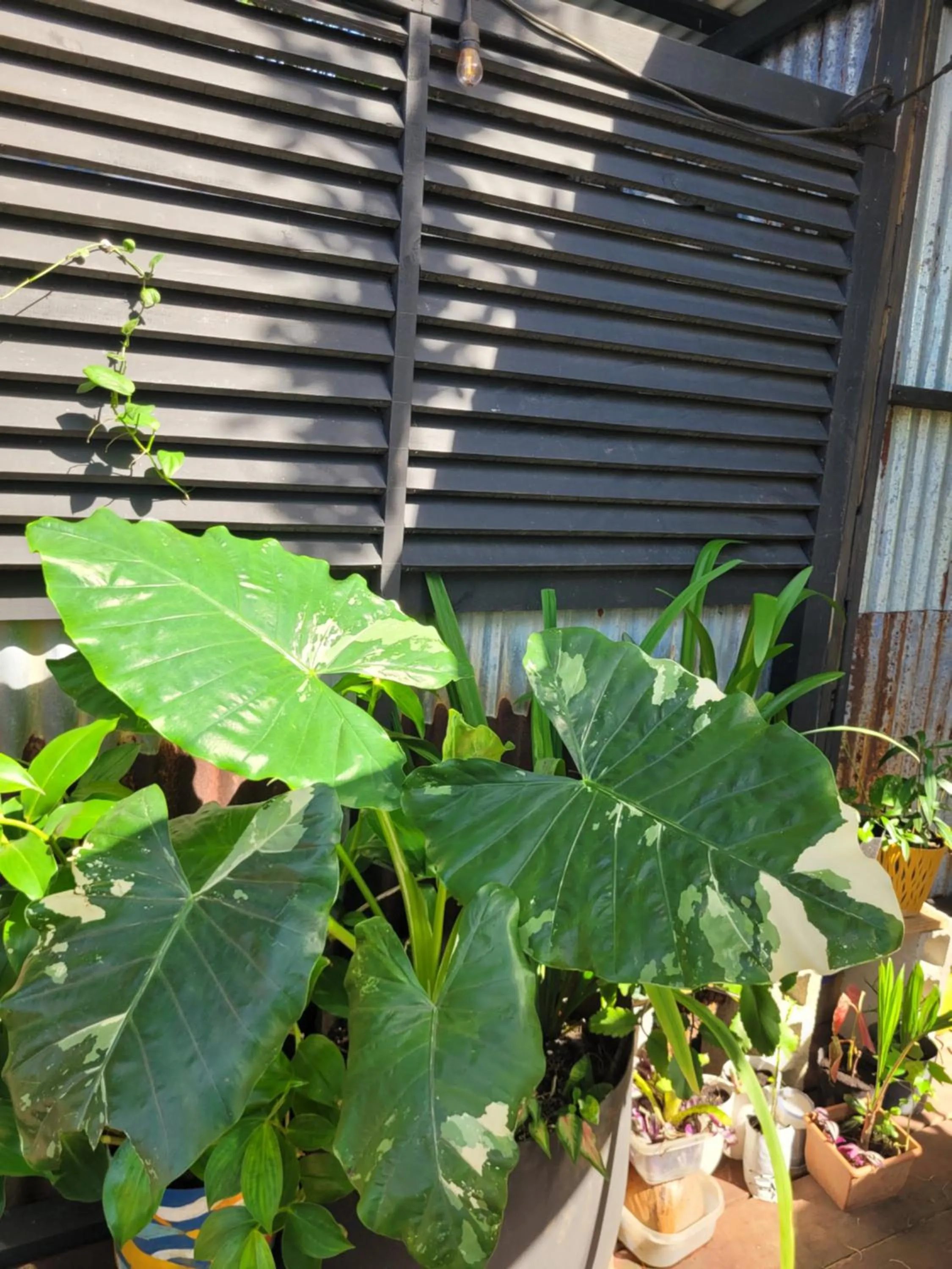 Barrbra BnB Over The Sea