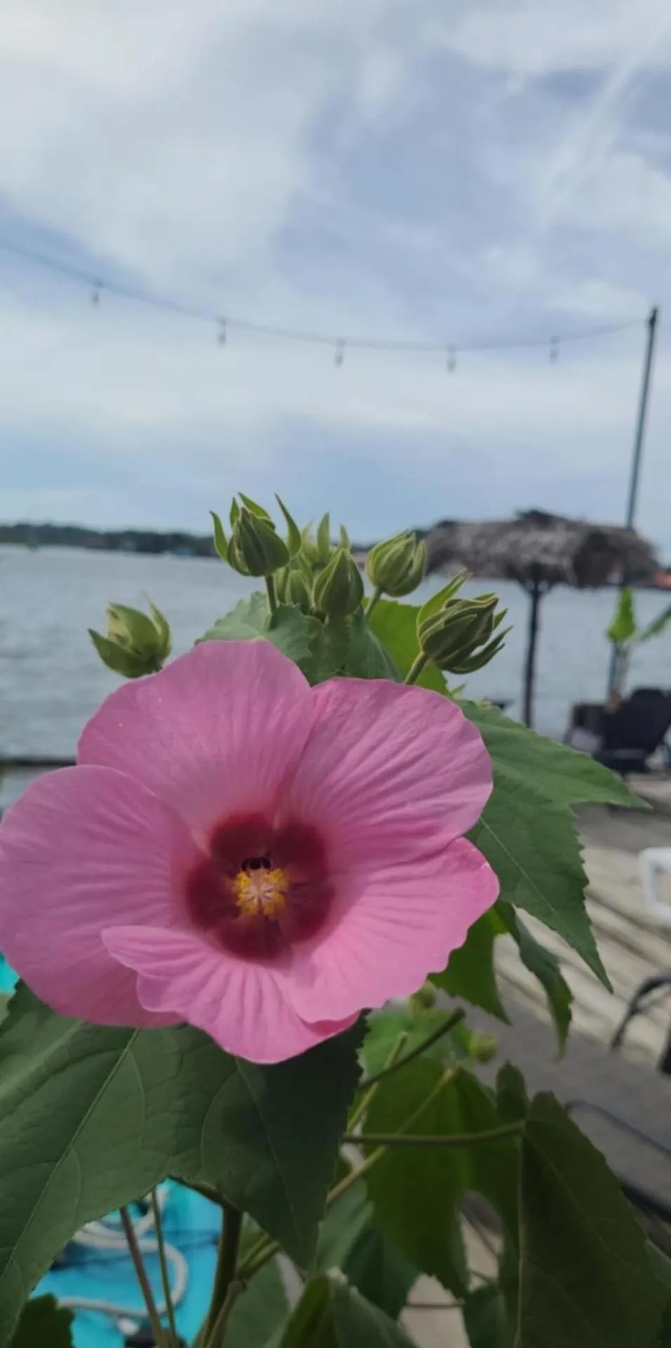 Barrbra BnB Over The Sea