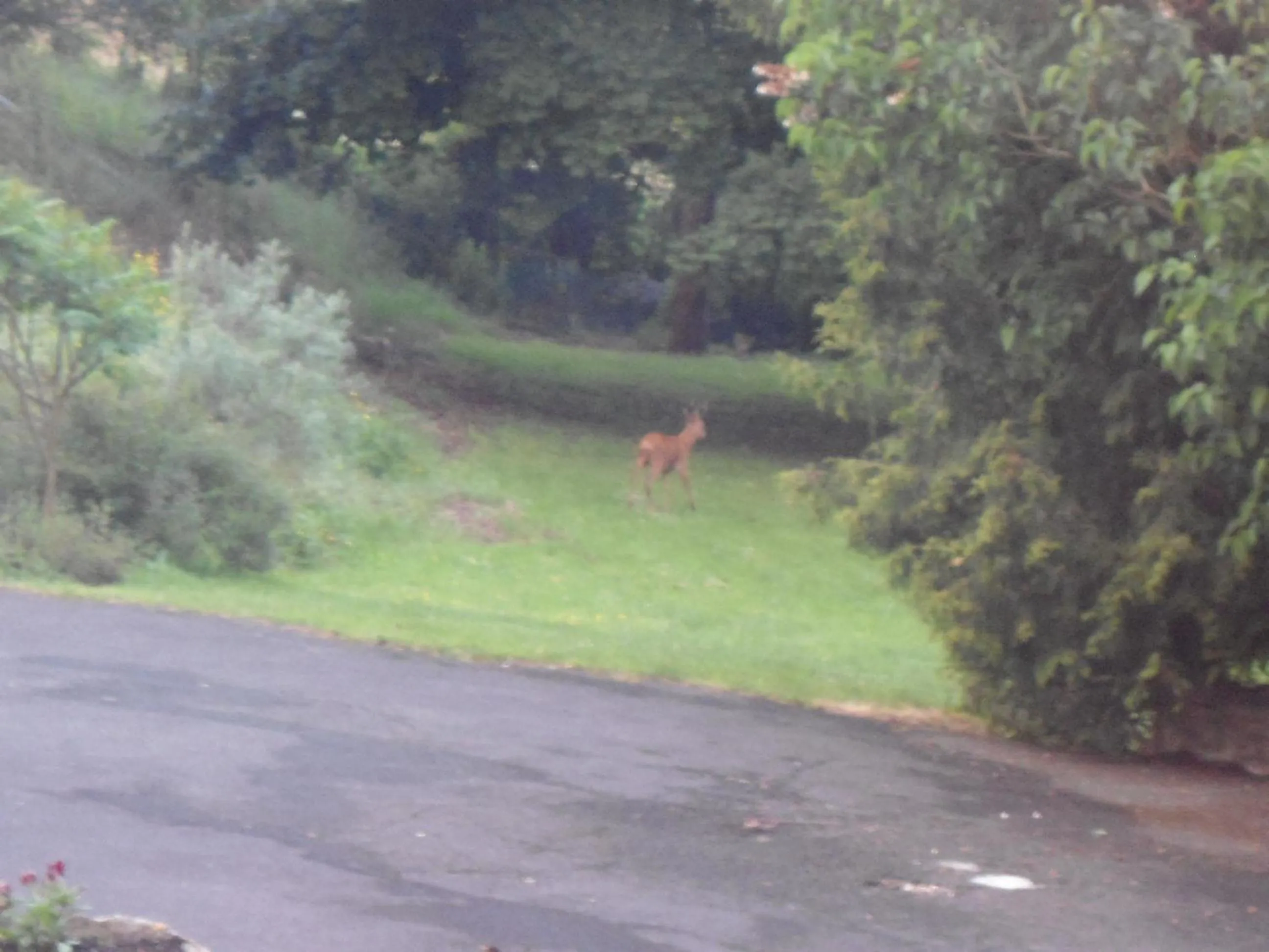 Garden view in B&B La Maison de L'Aubette