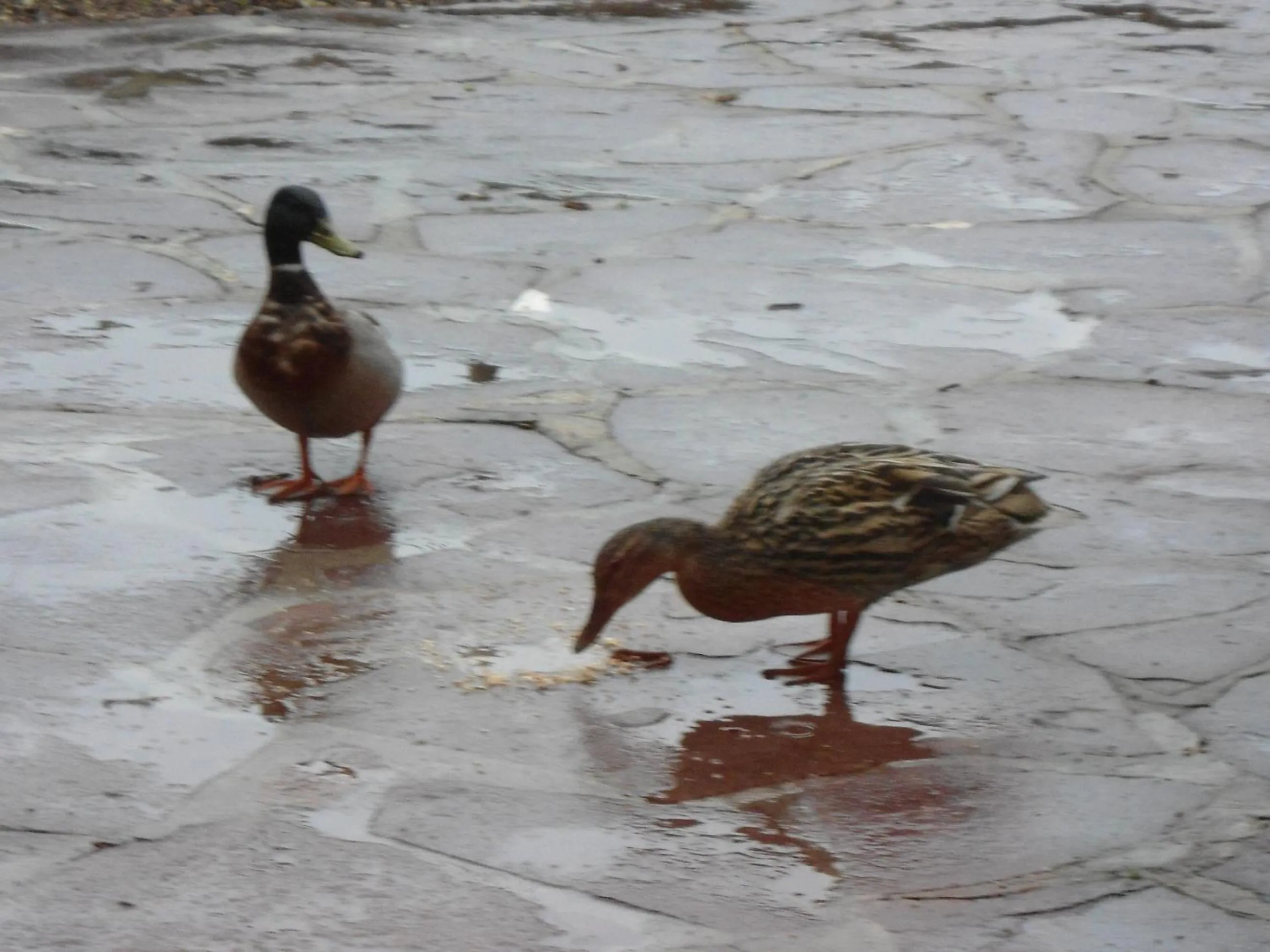 Other in B&B La Maison de L'Aubette