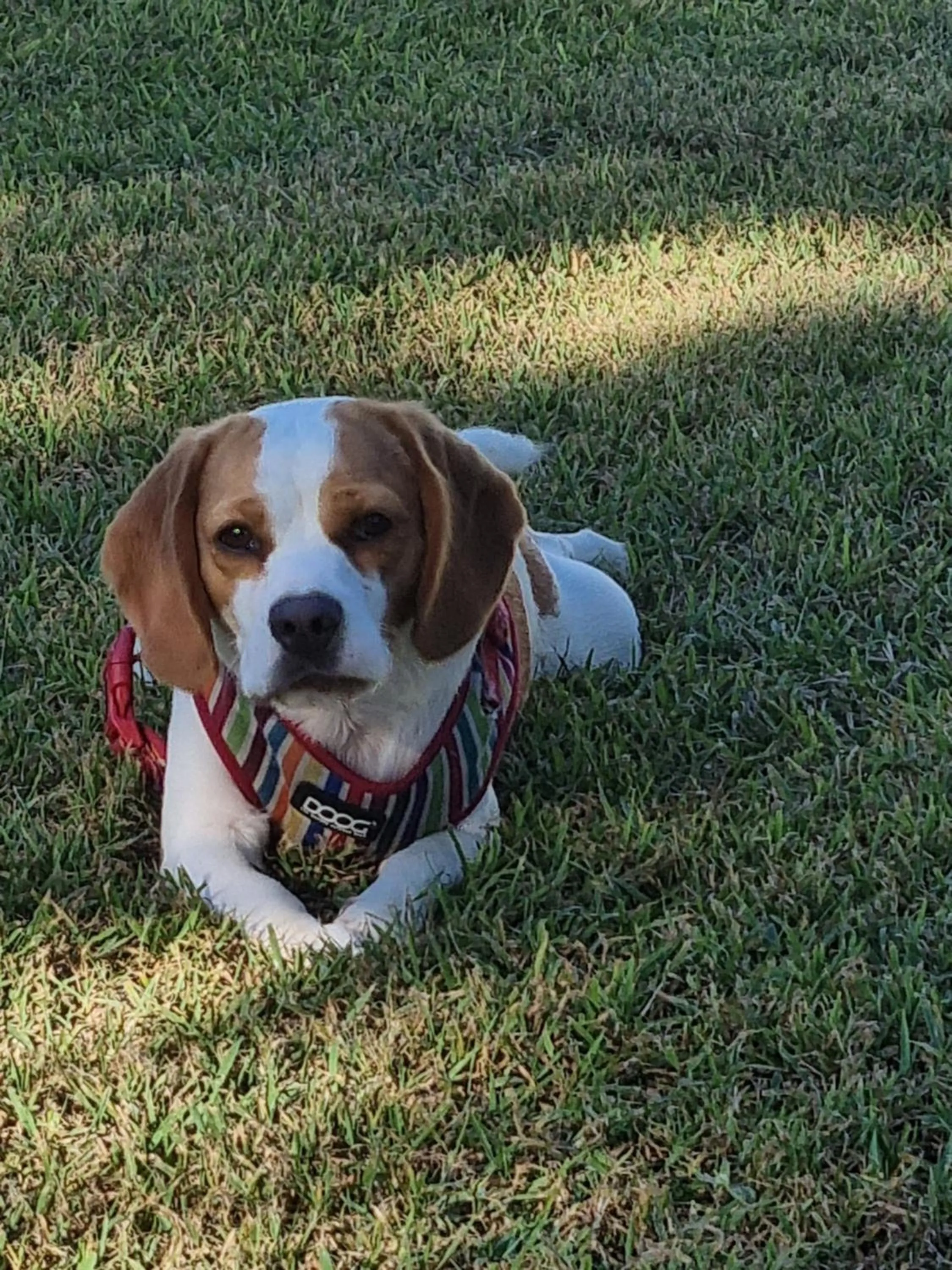 Pets in Koorawatha Homestead Motel