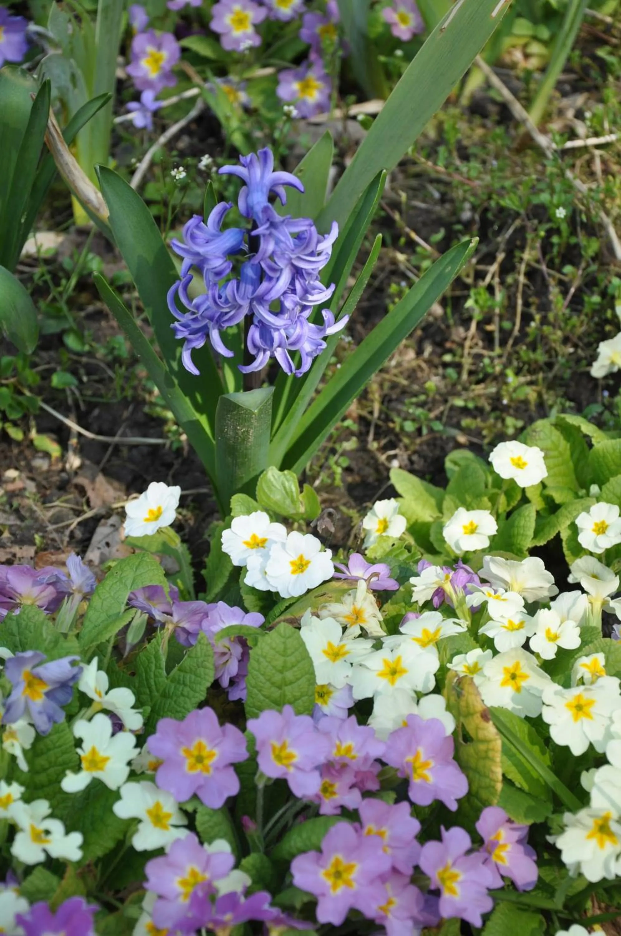 Garden in Les Charmilles
