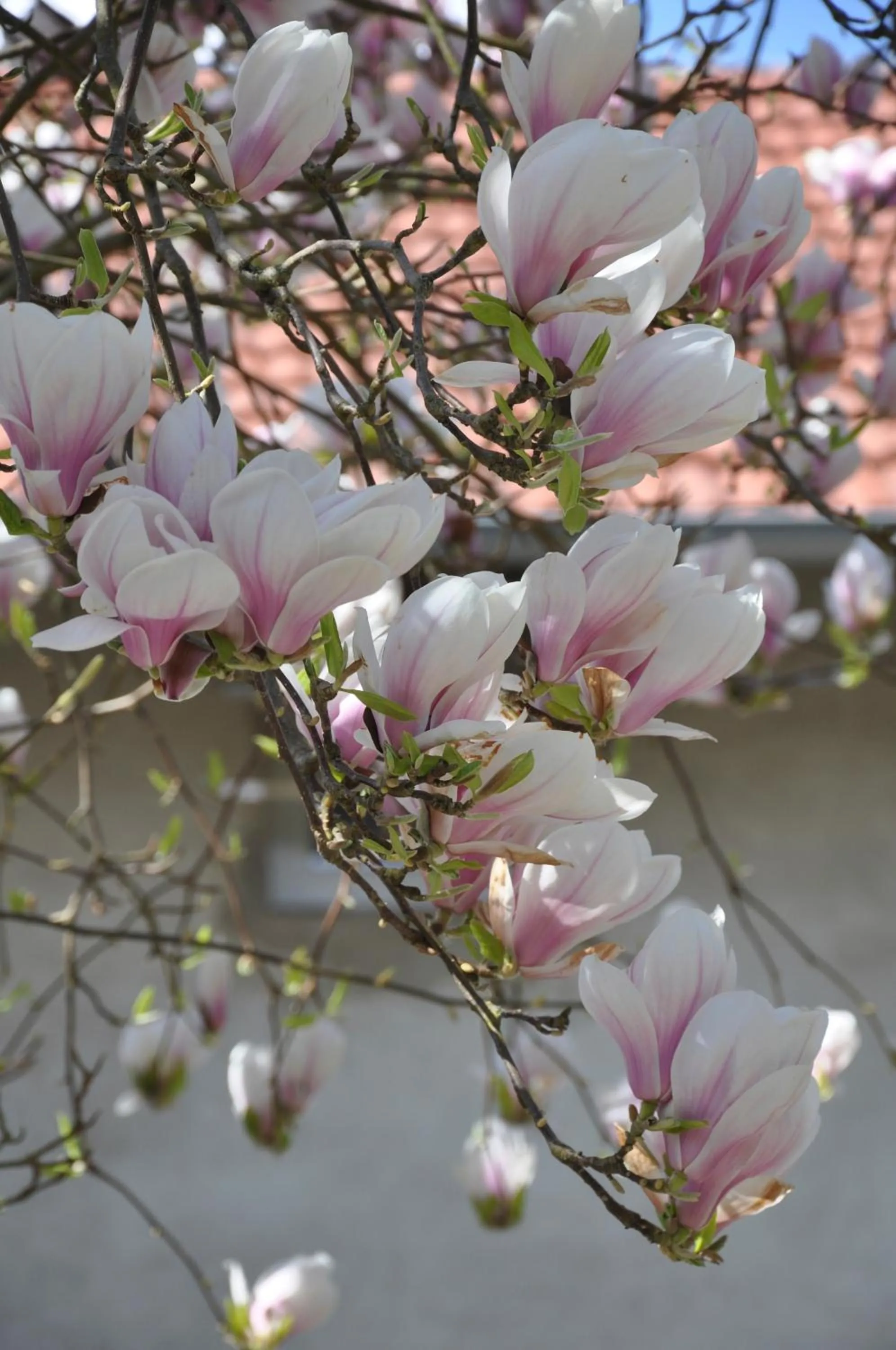 Garden in Les Charmilles