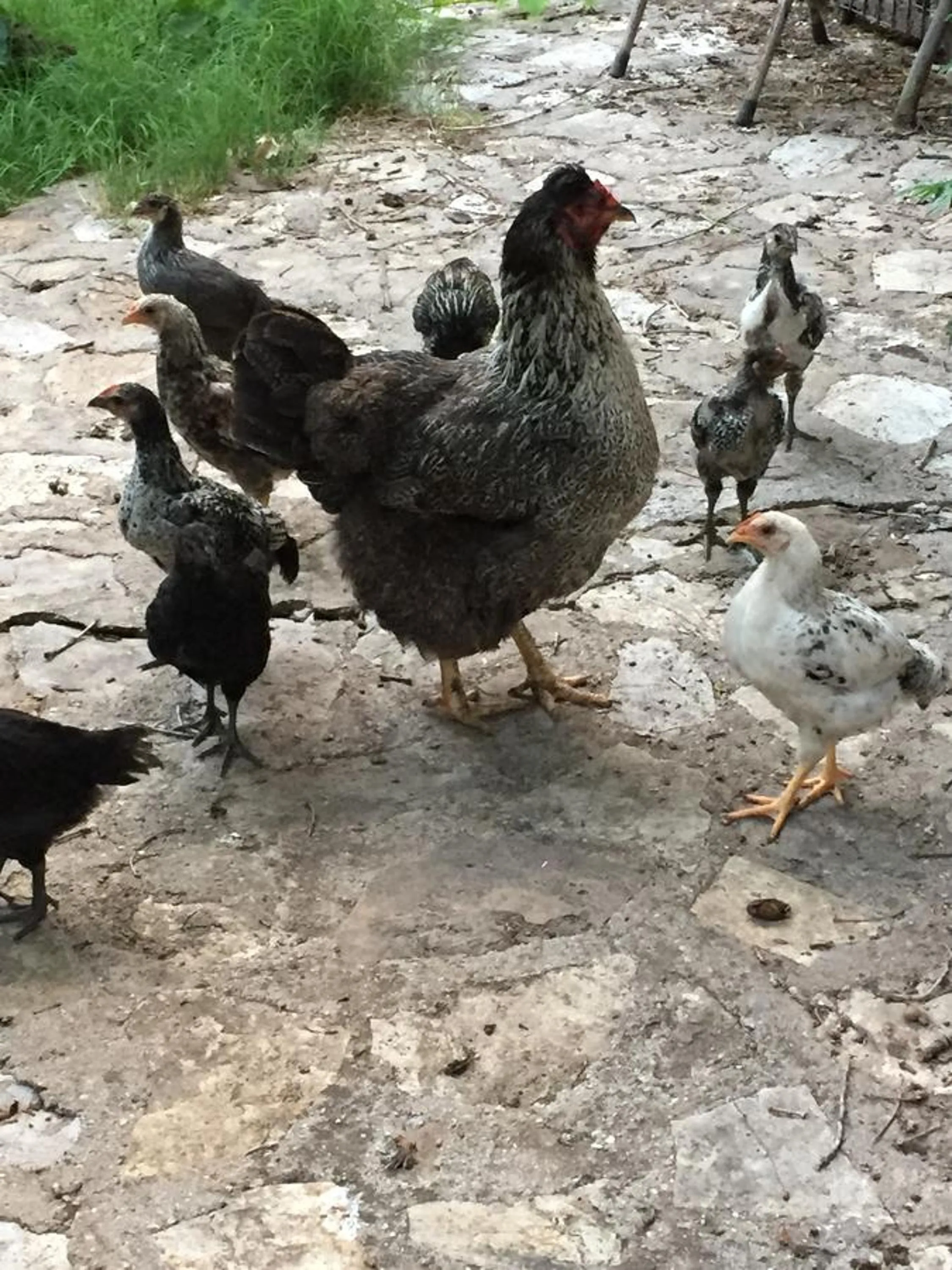 Garden in Pyramid Boutique Hotel