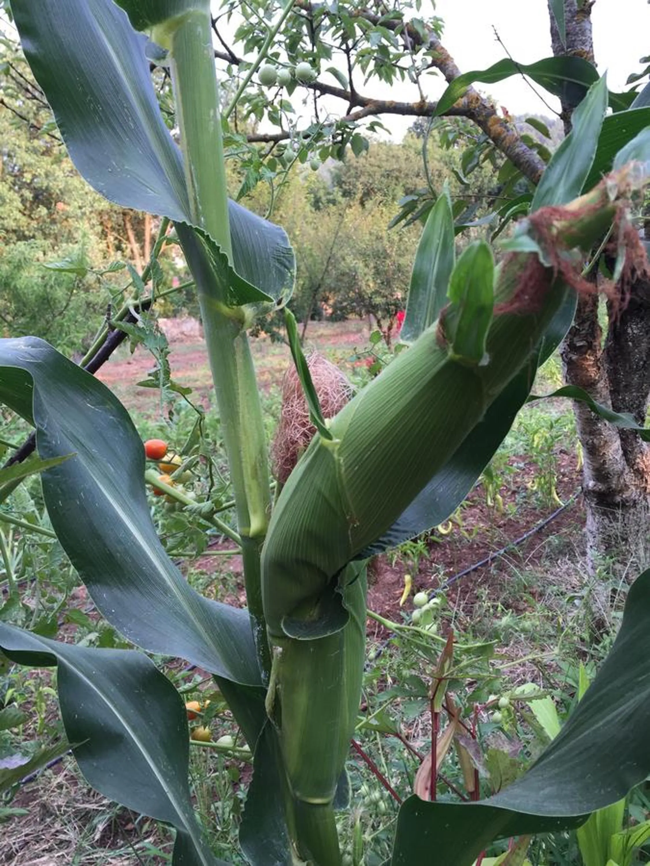 Garden in Pyramid Boutique Hotel