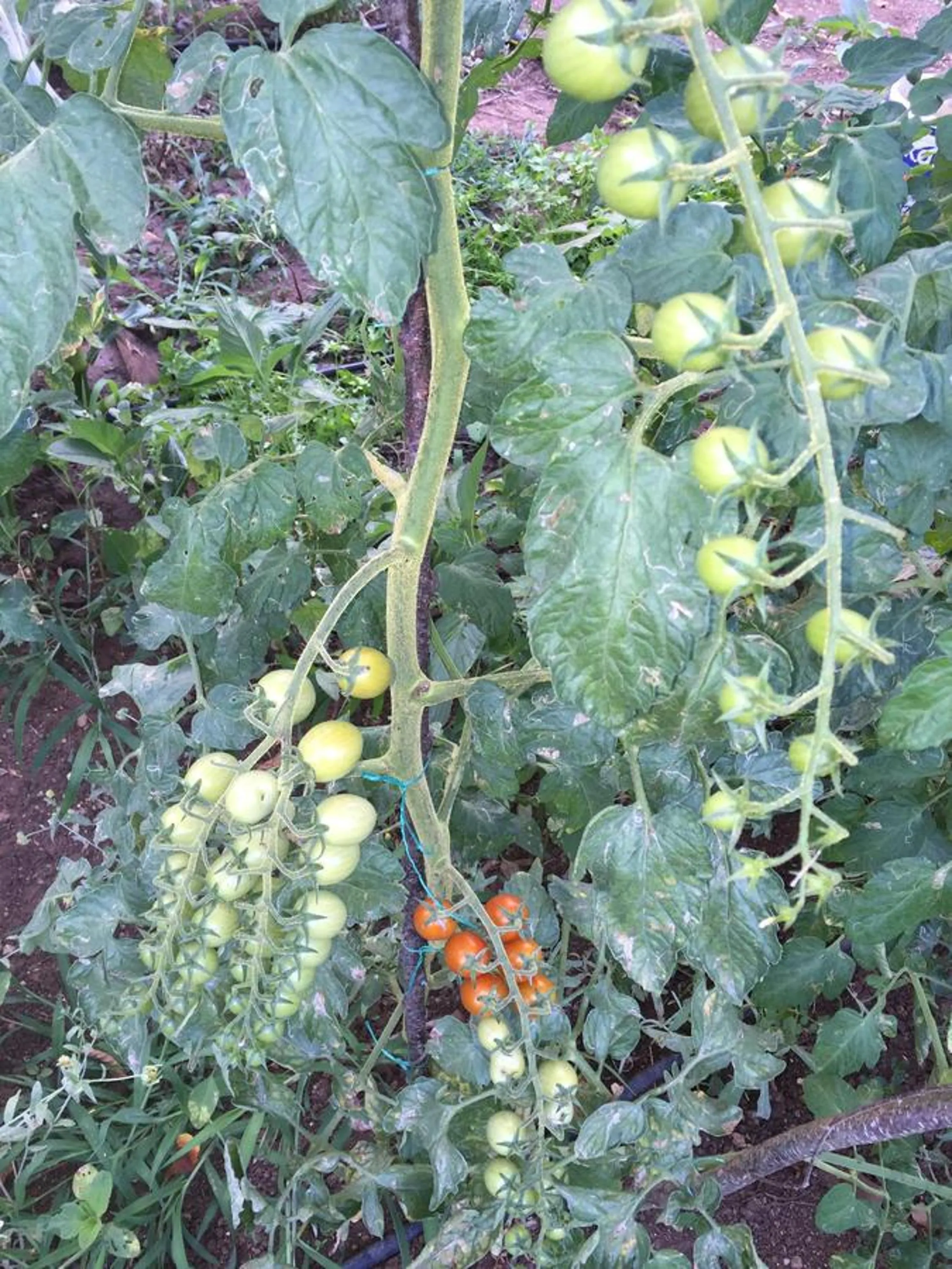Garden in Pyramid Boutique Hotel