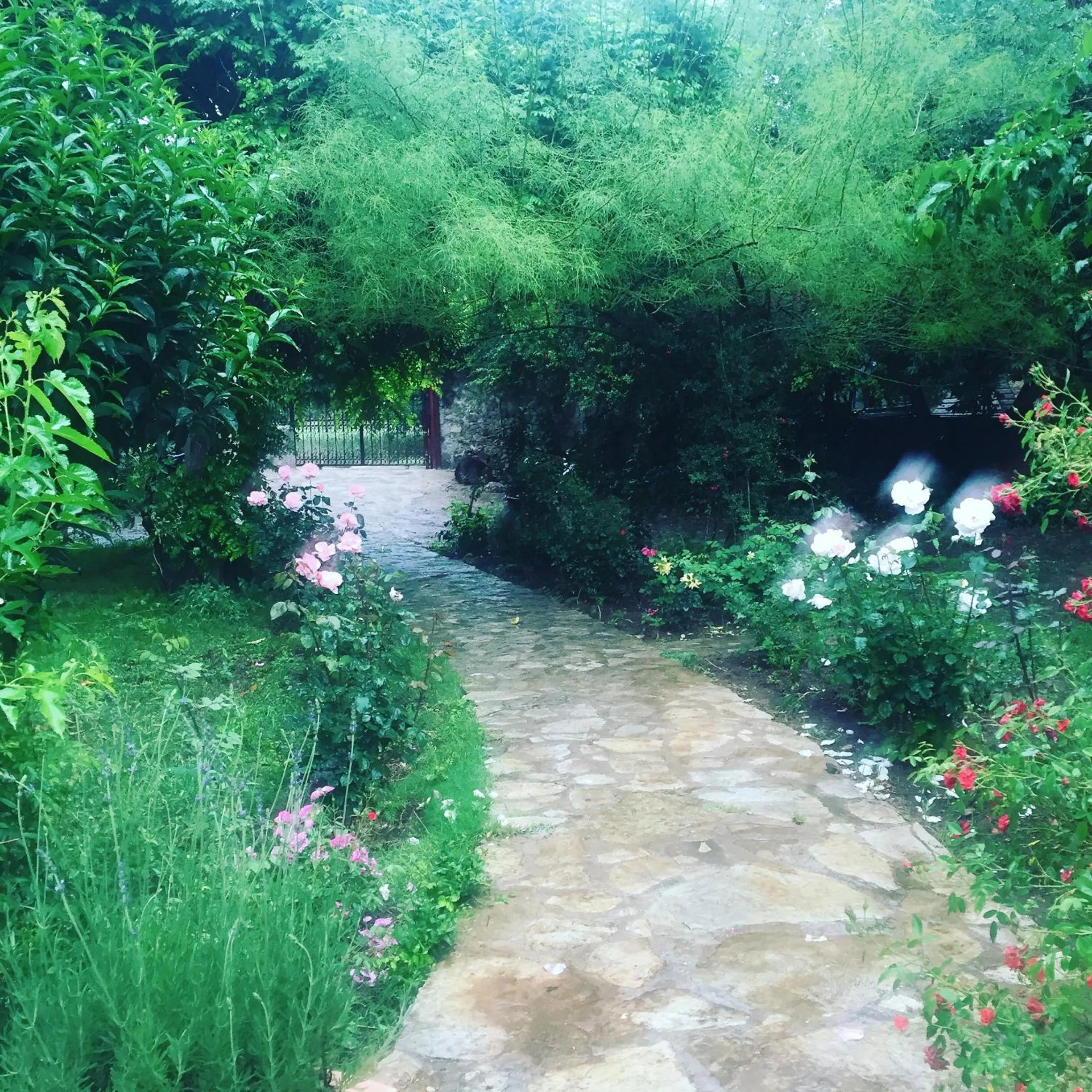 Garden view in Pyramid Boutique Hotel